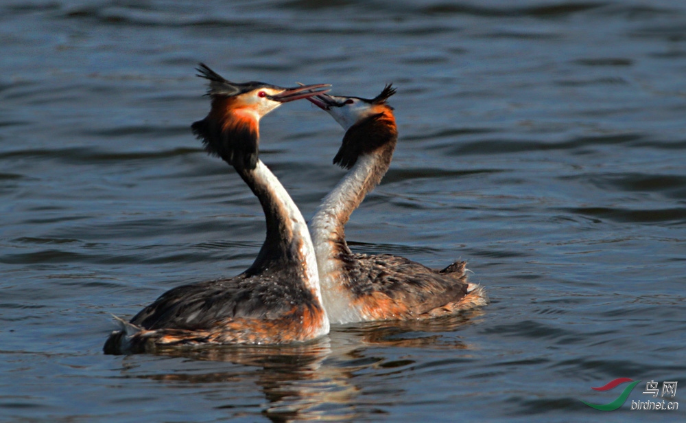 IMG_4797 - ����.jpg