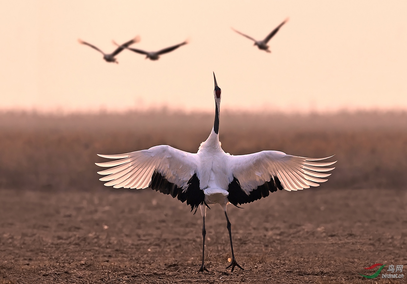 张开怀抱欢迎你 - 艺术创意 鸟网