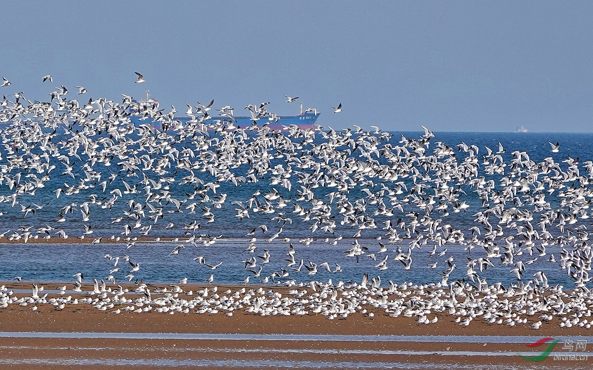 北戴河湿地(祝贺图4荣获首页鸟类精华)