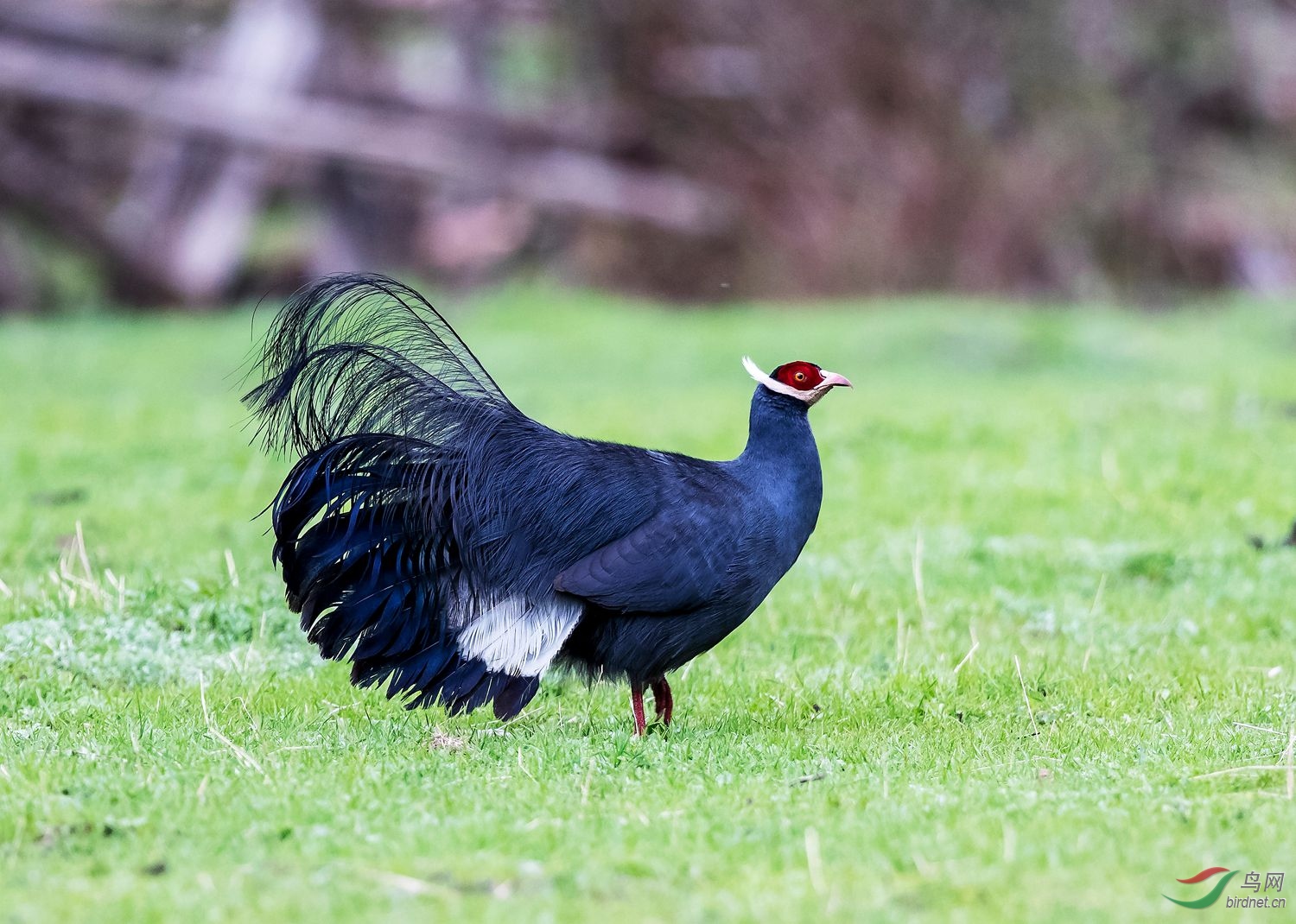 休闲——蓝马鸡 - 贵州版 guizhou 鸟网