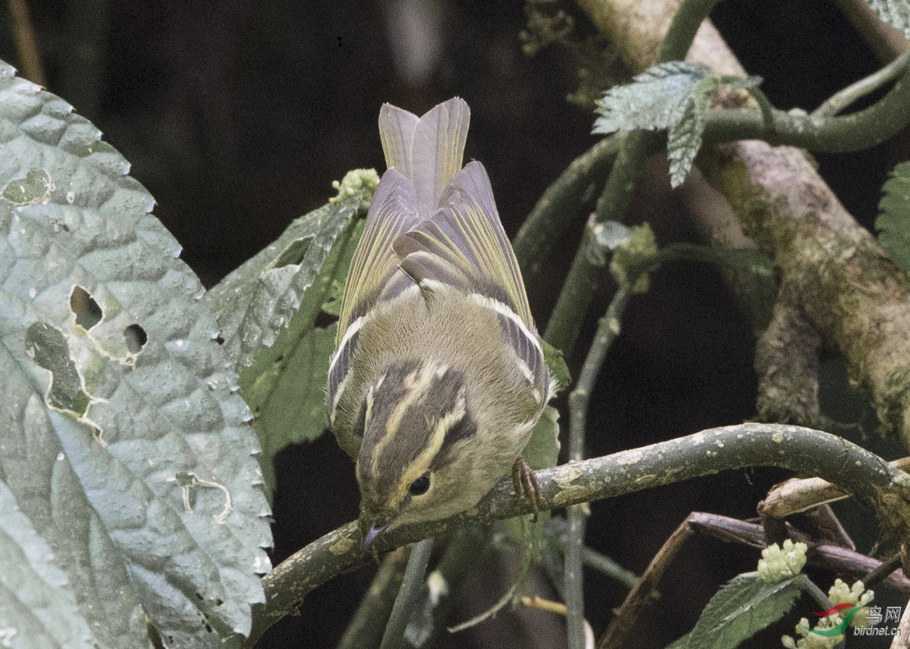 B28Y2753-4.jpg