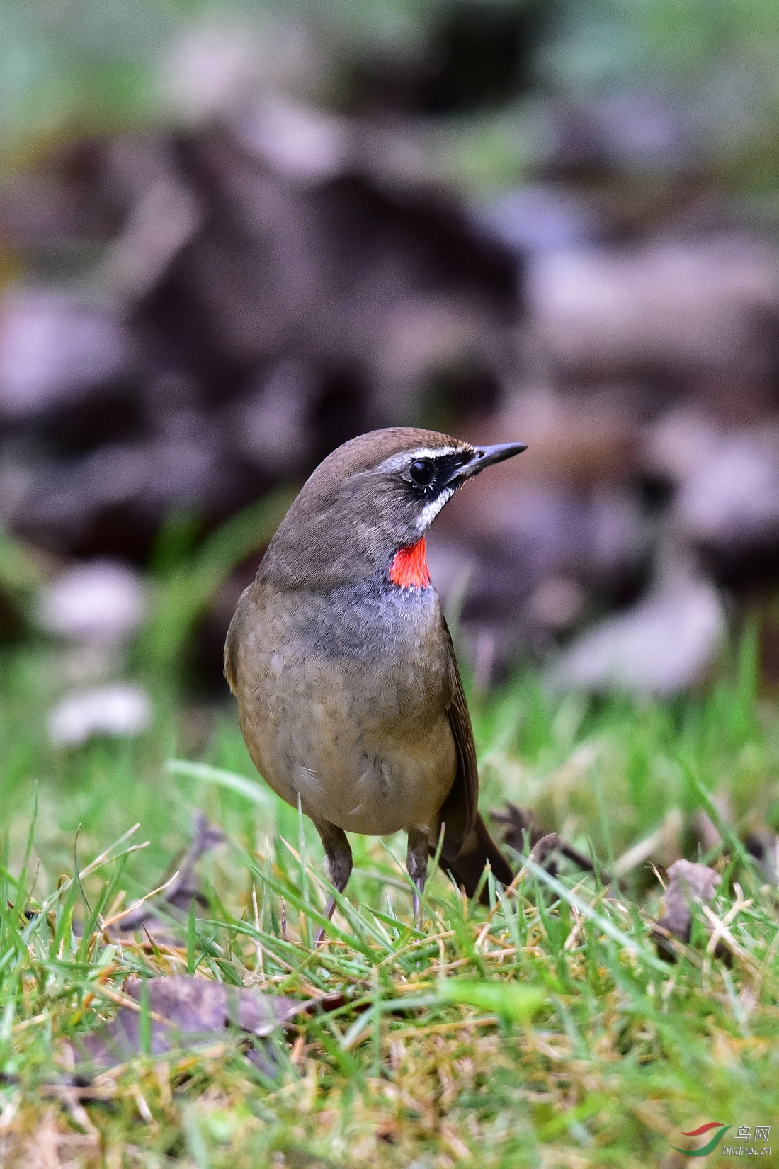 DSC_0263.JPG