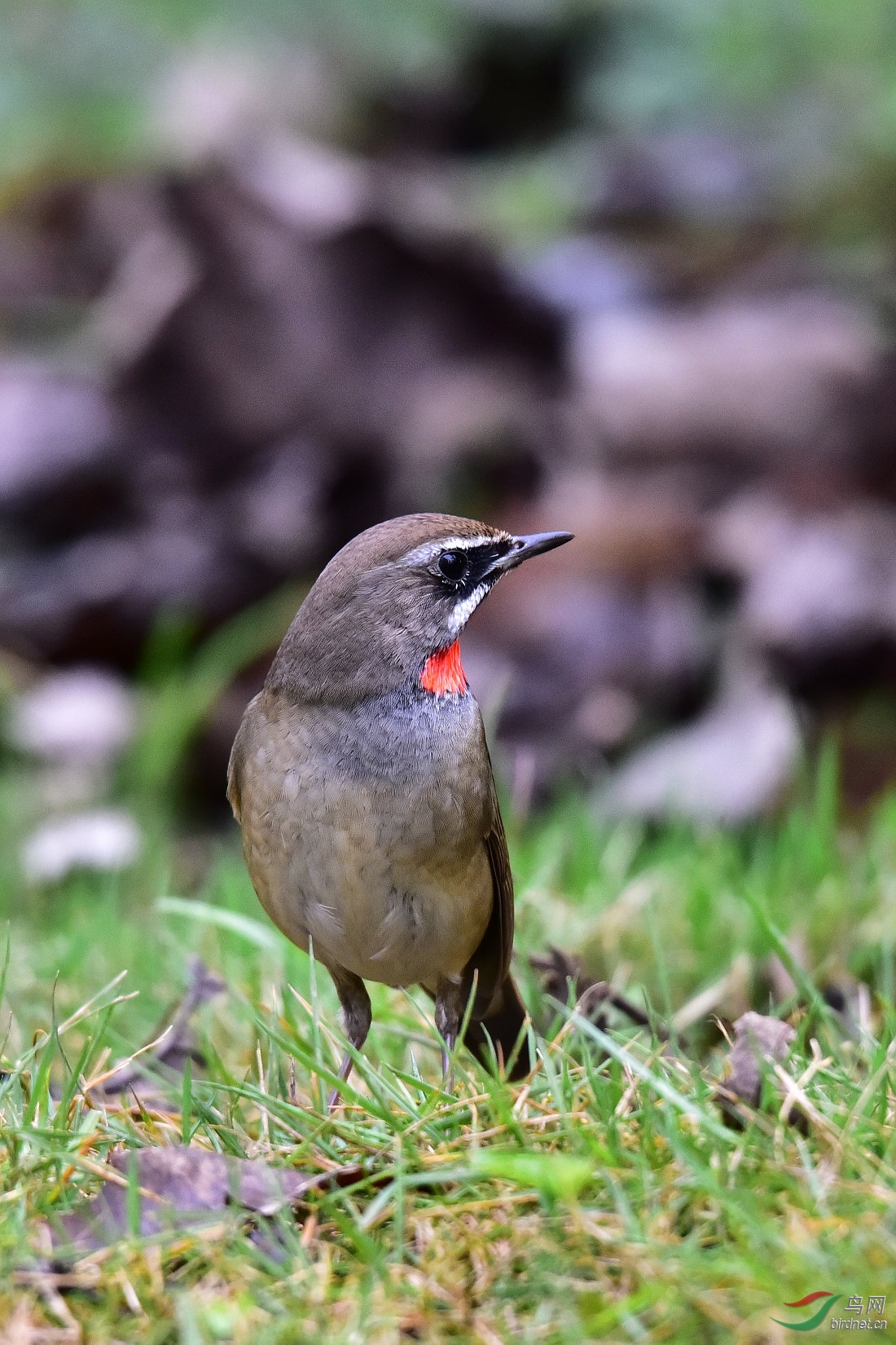 DSC_0264.JPG