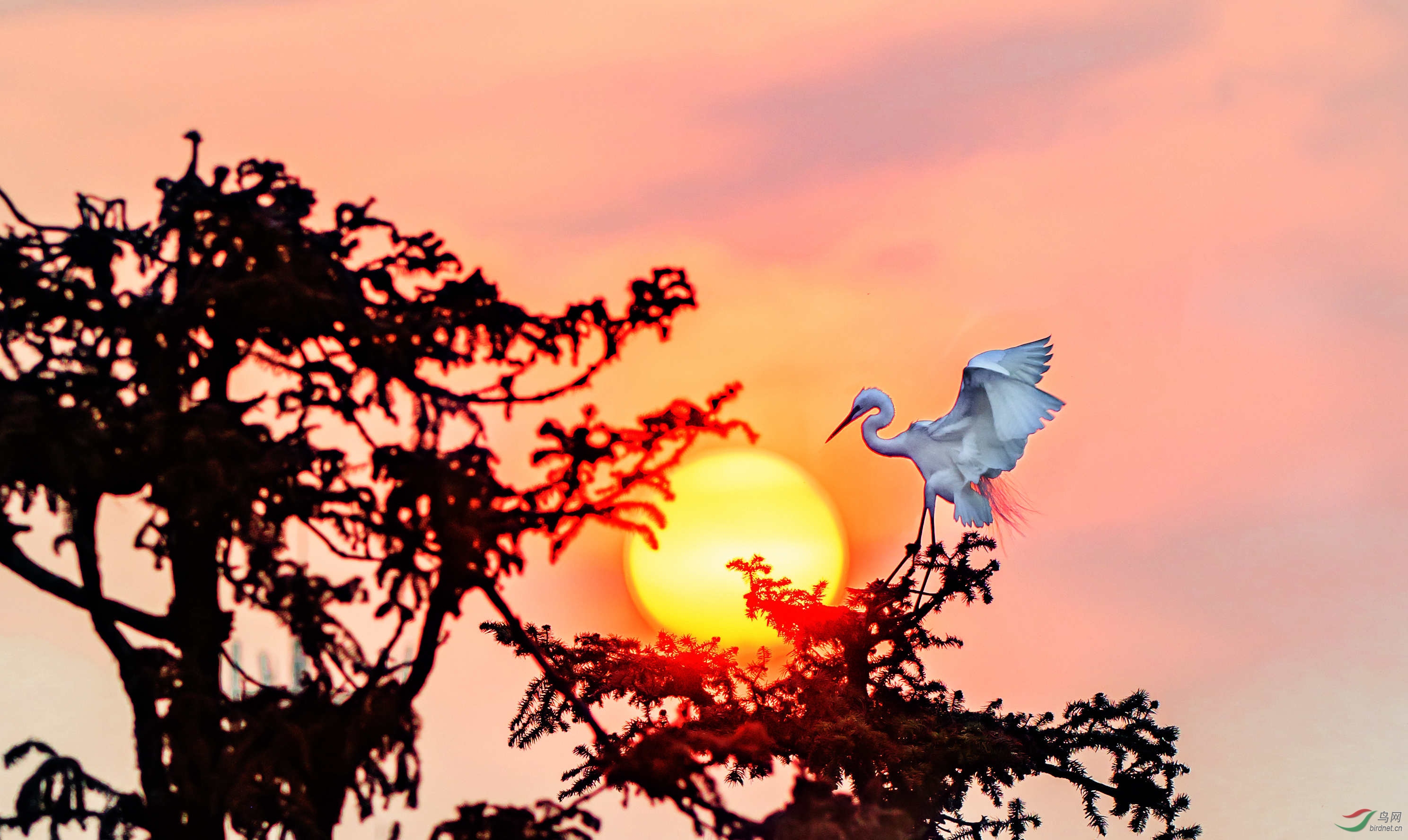 花鸟争春 - 四川版 sichuan 鸟网