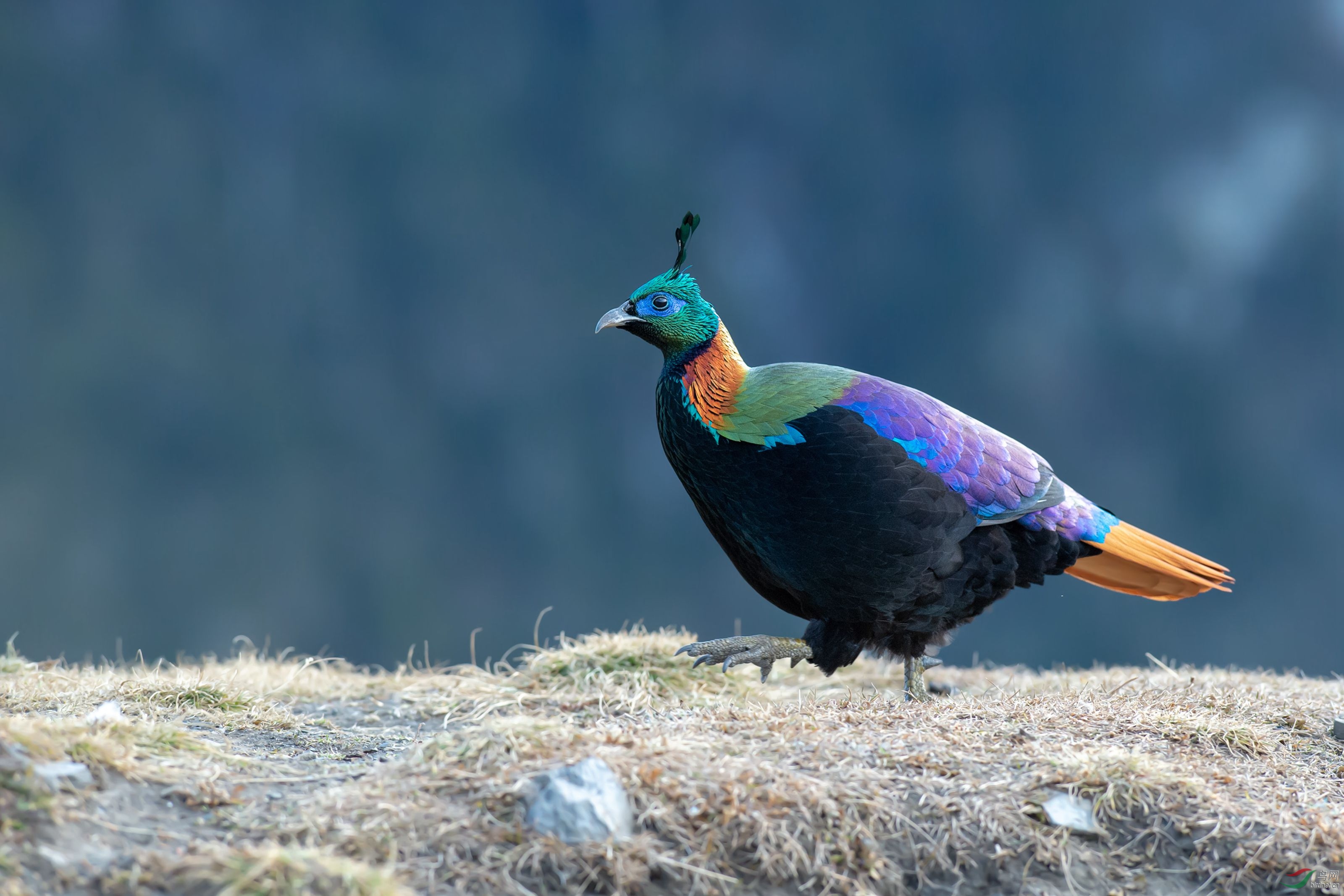 棕尾虹雉-贺荣获首页精华