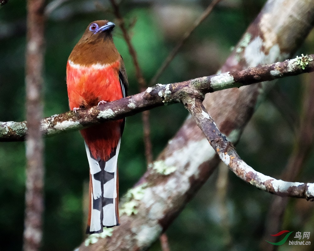 红头咬鹃雌鸟redheadedtrogon