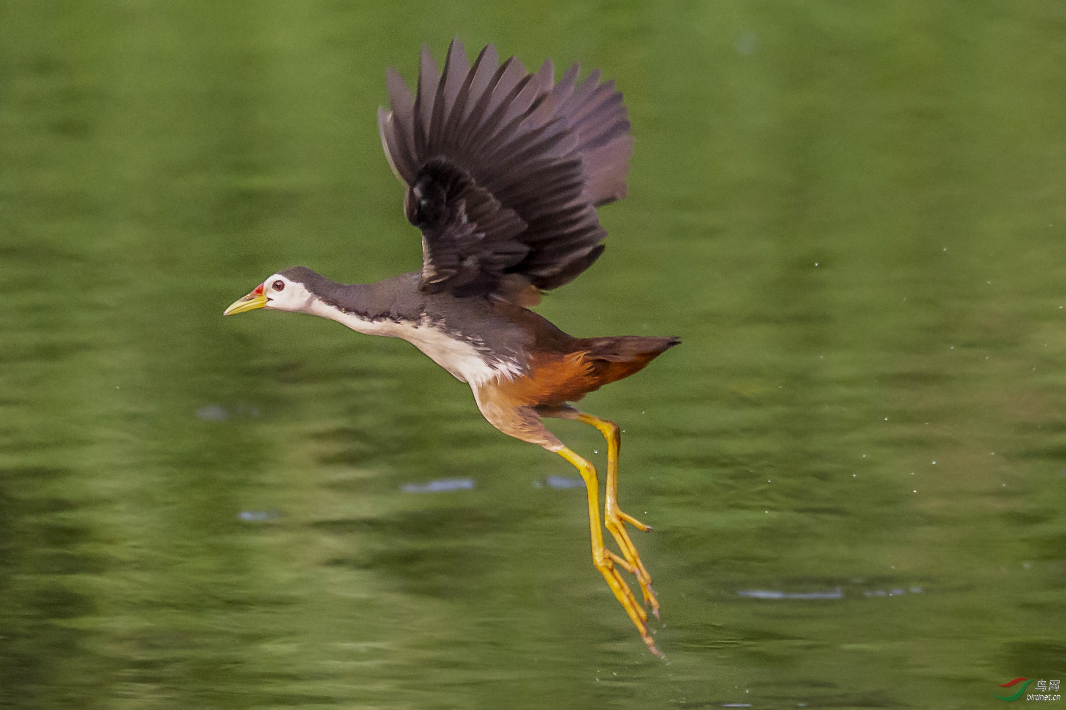 白胸苦恶鸟----2