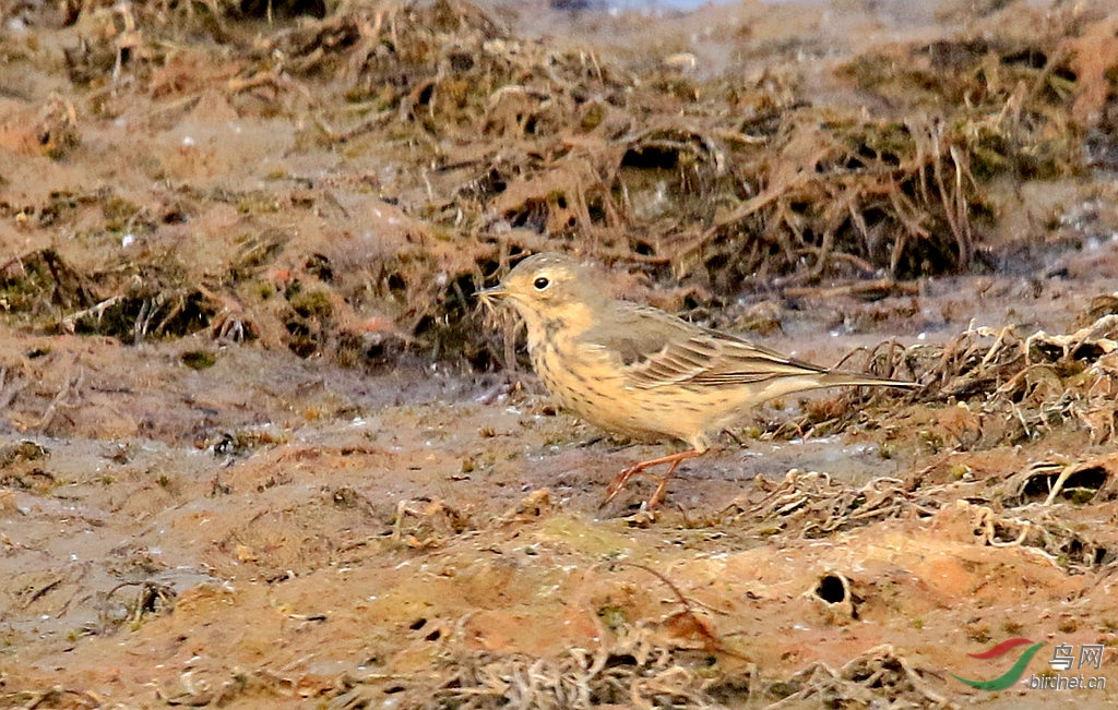 请教老师.这种小鸟是黄腹鹨鸟吗?