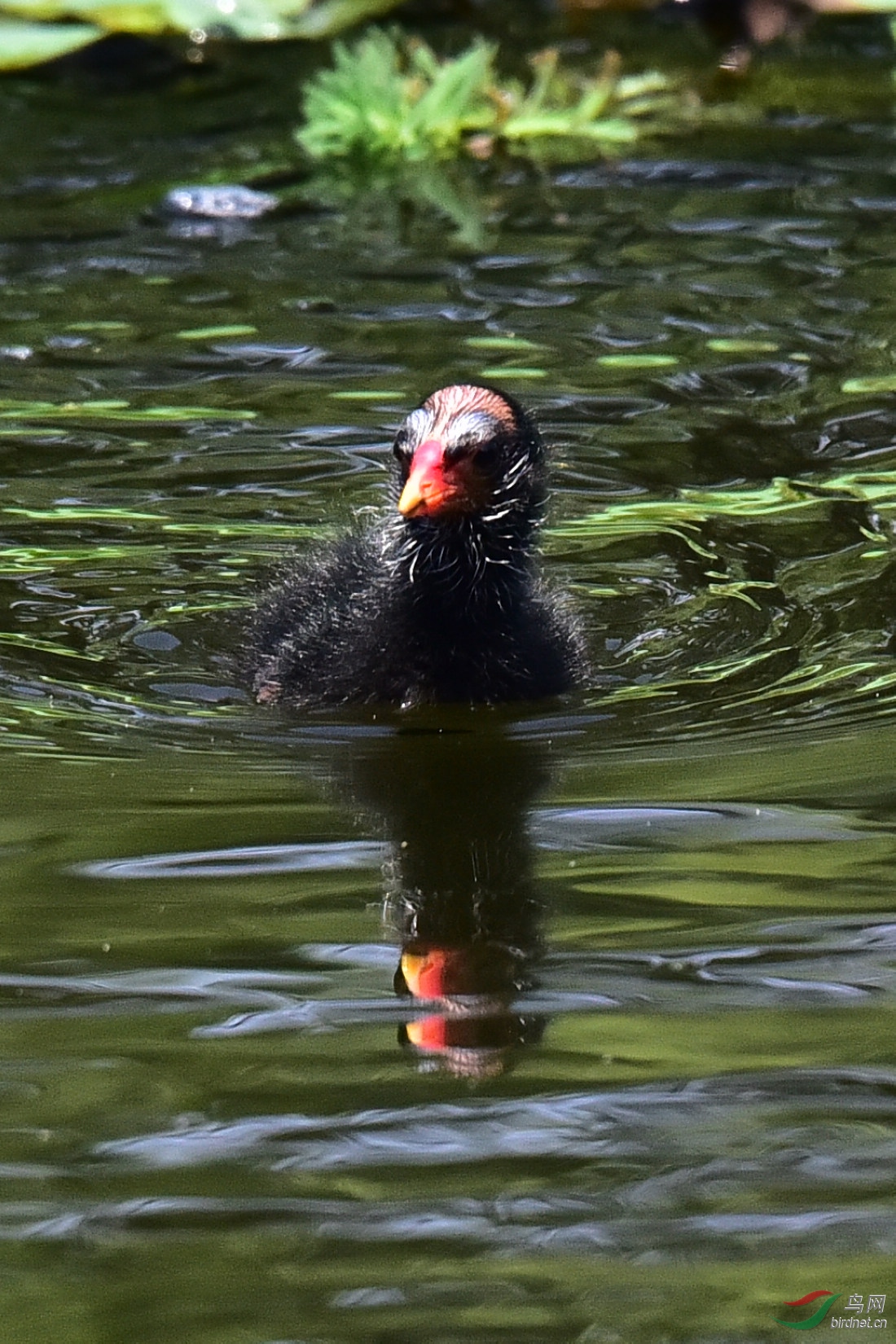 DSC_0712.JPG