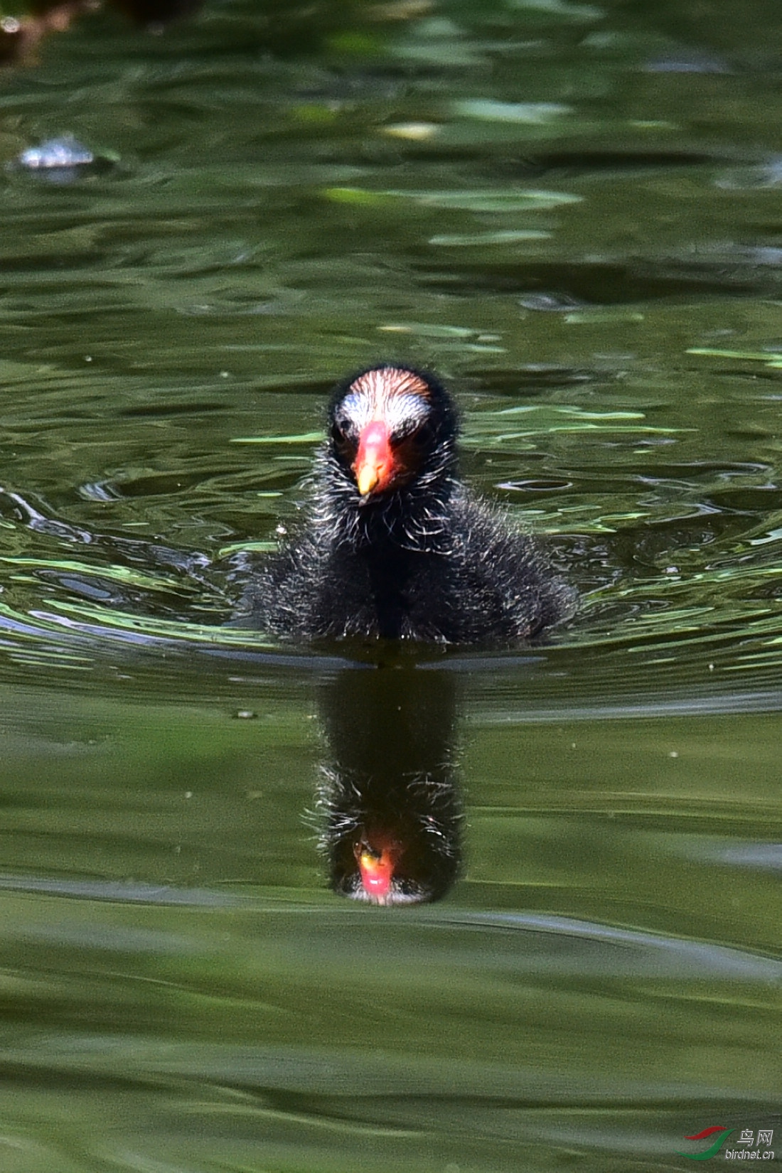 DSC_0715.JPG