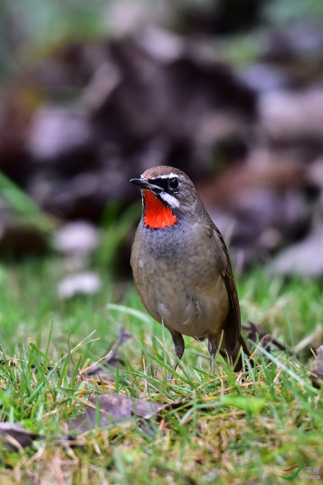 DSC_0265.JPG