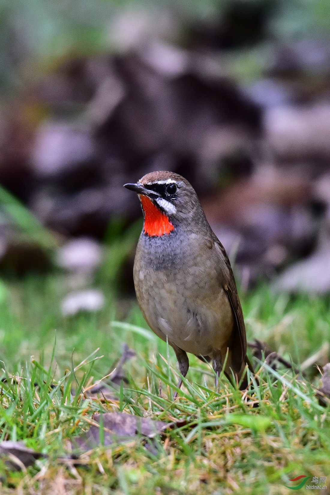 DSC_0267.JPG