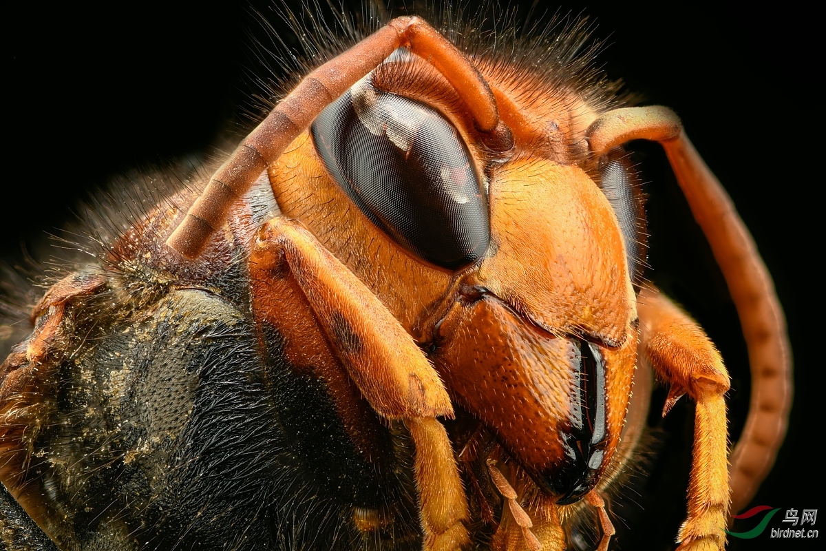 胡蜂的复眼