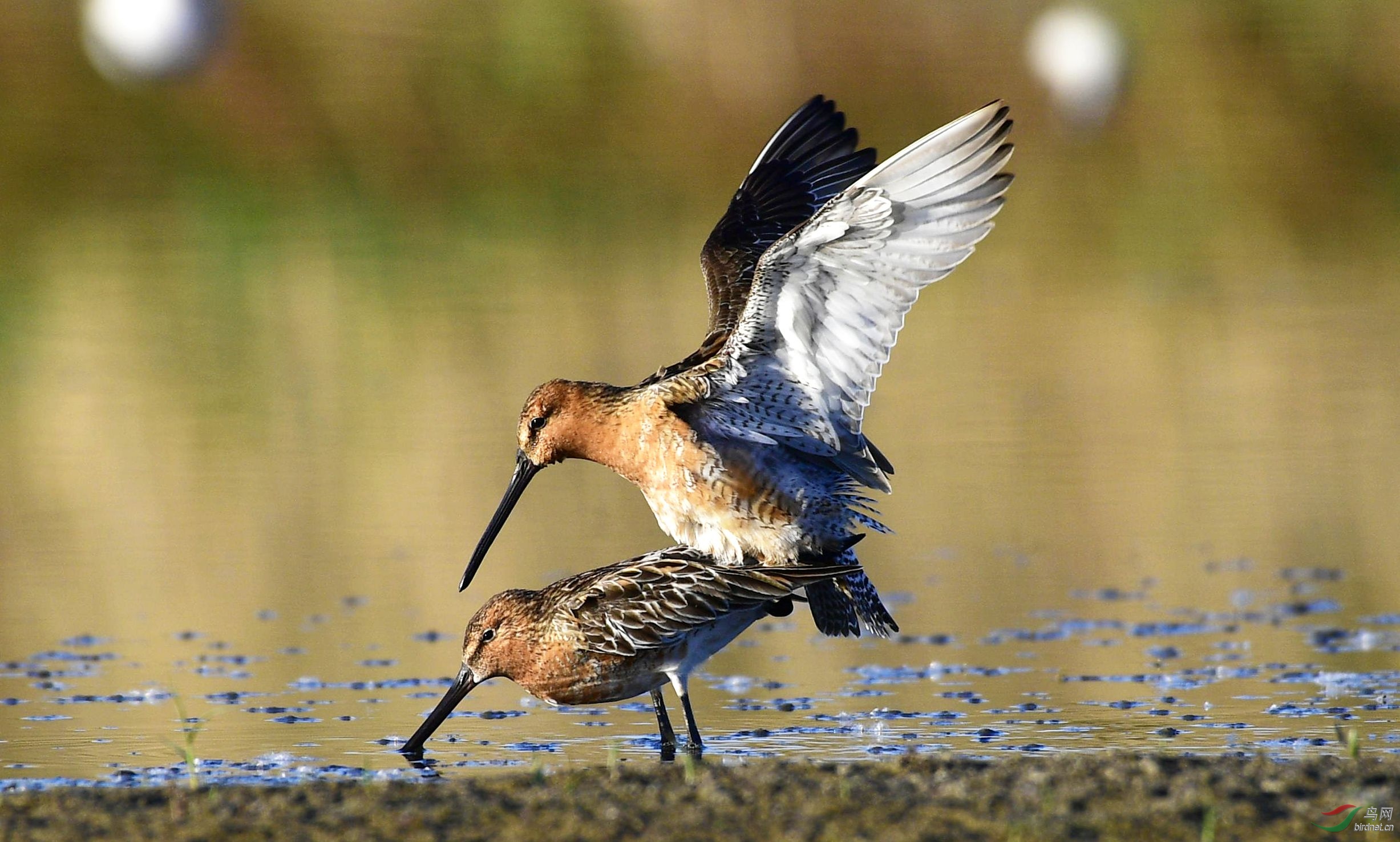 鹬- 内蒙古版 neimenggu 鸟网