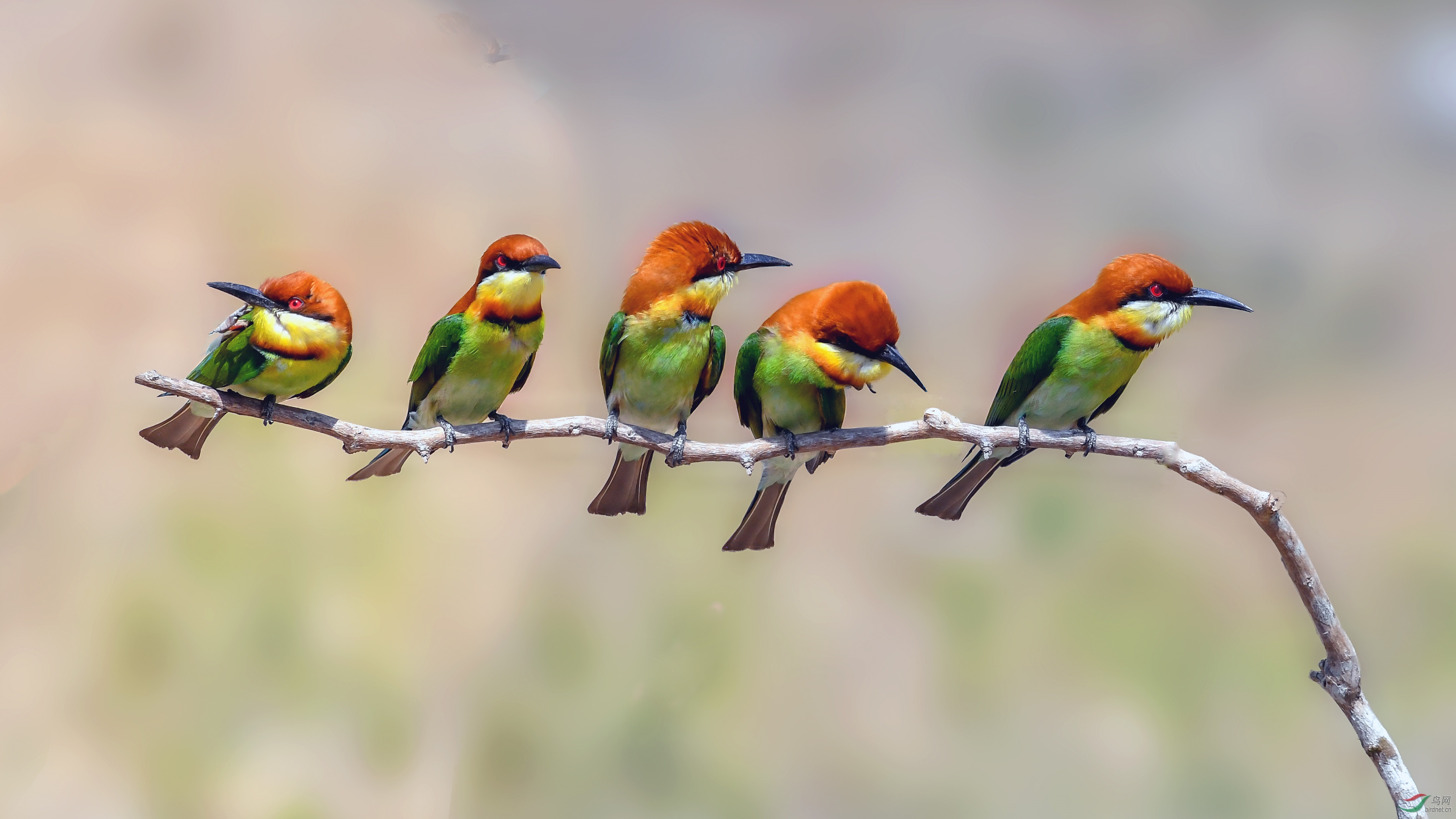 栗头蜂虎【祝贺荣获首页鸟类精华】