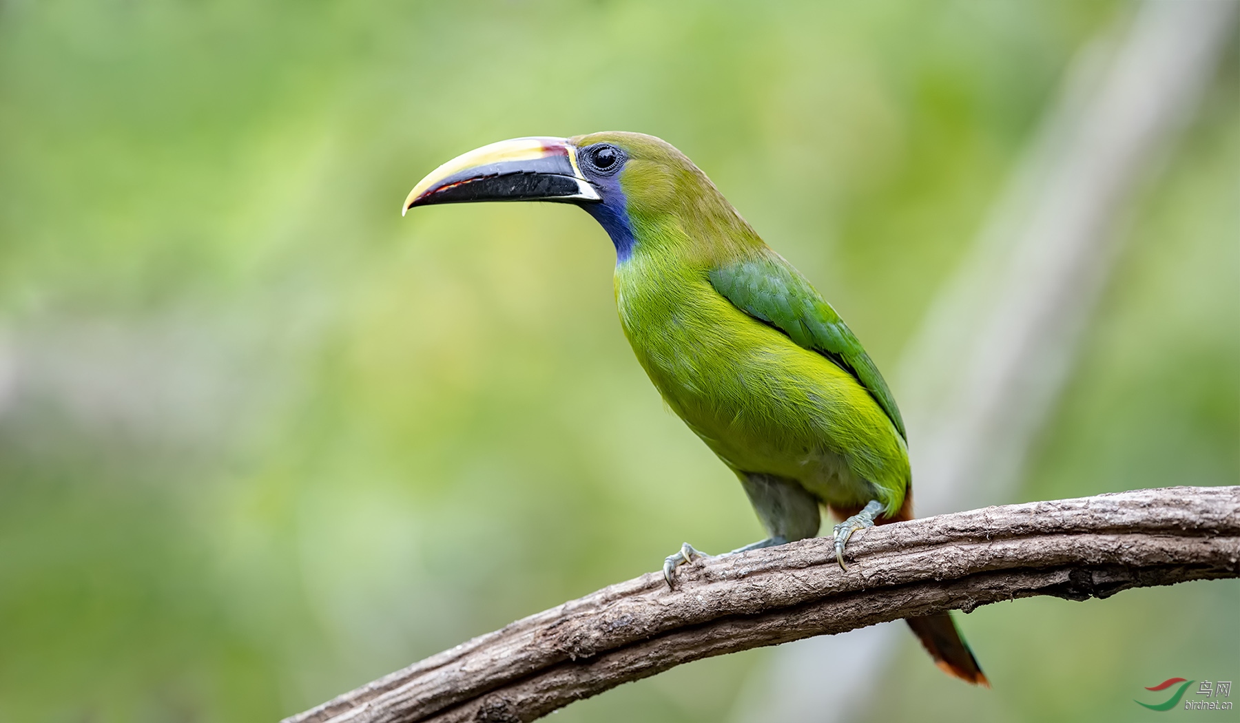 绿巨嘴鸟