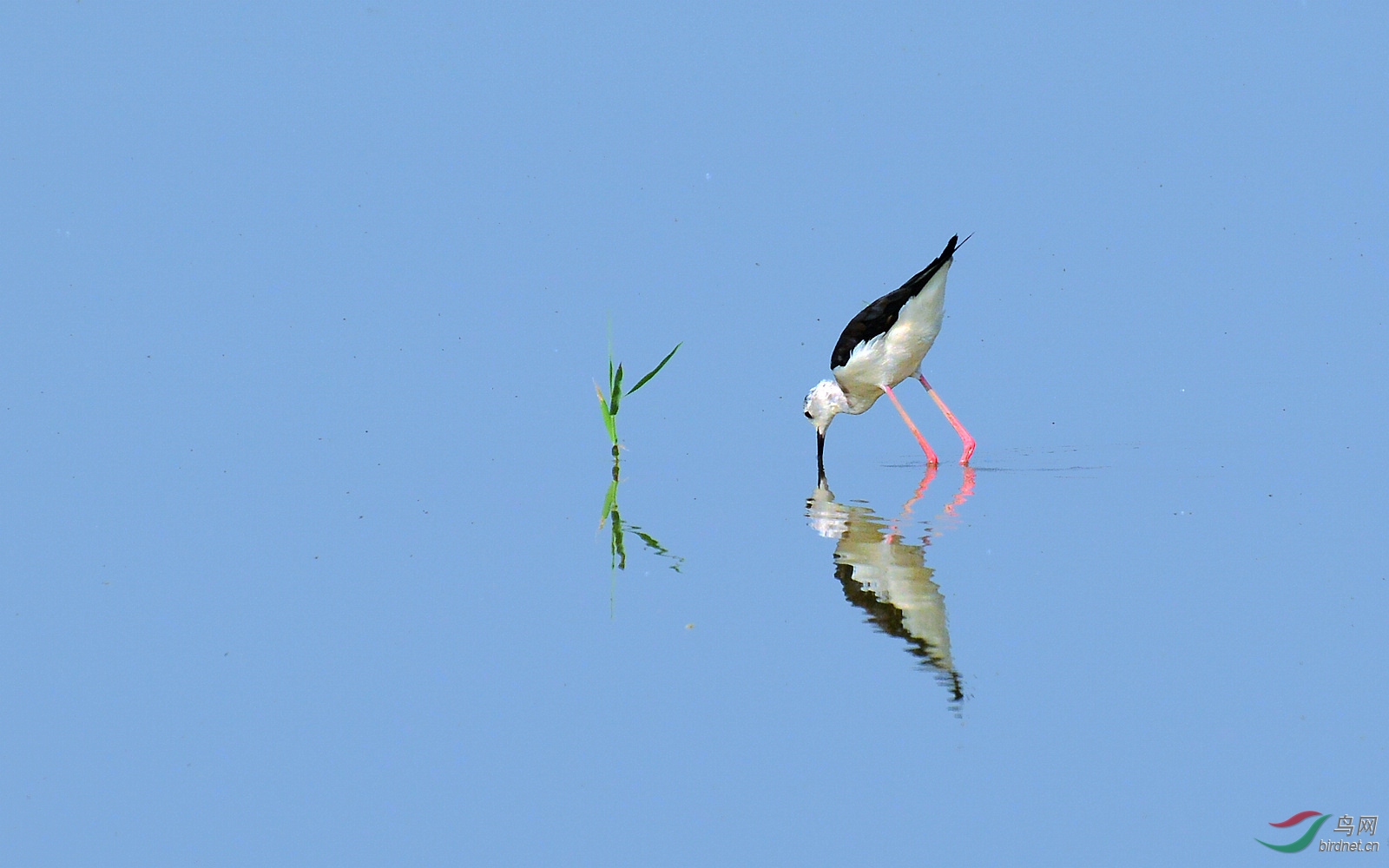 DSC_0434.JPG
