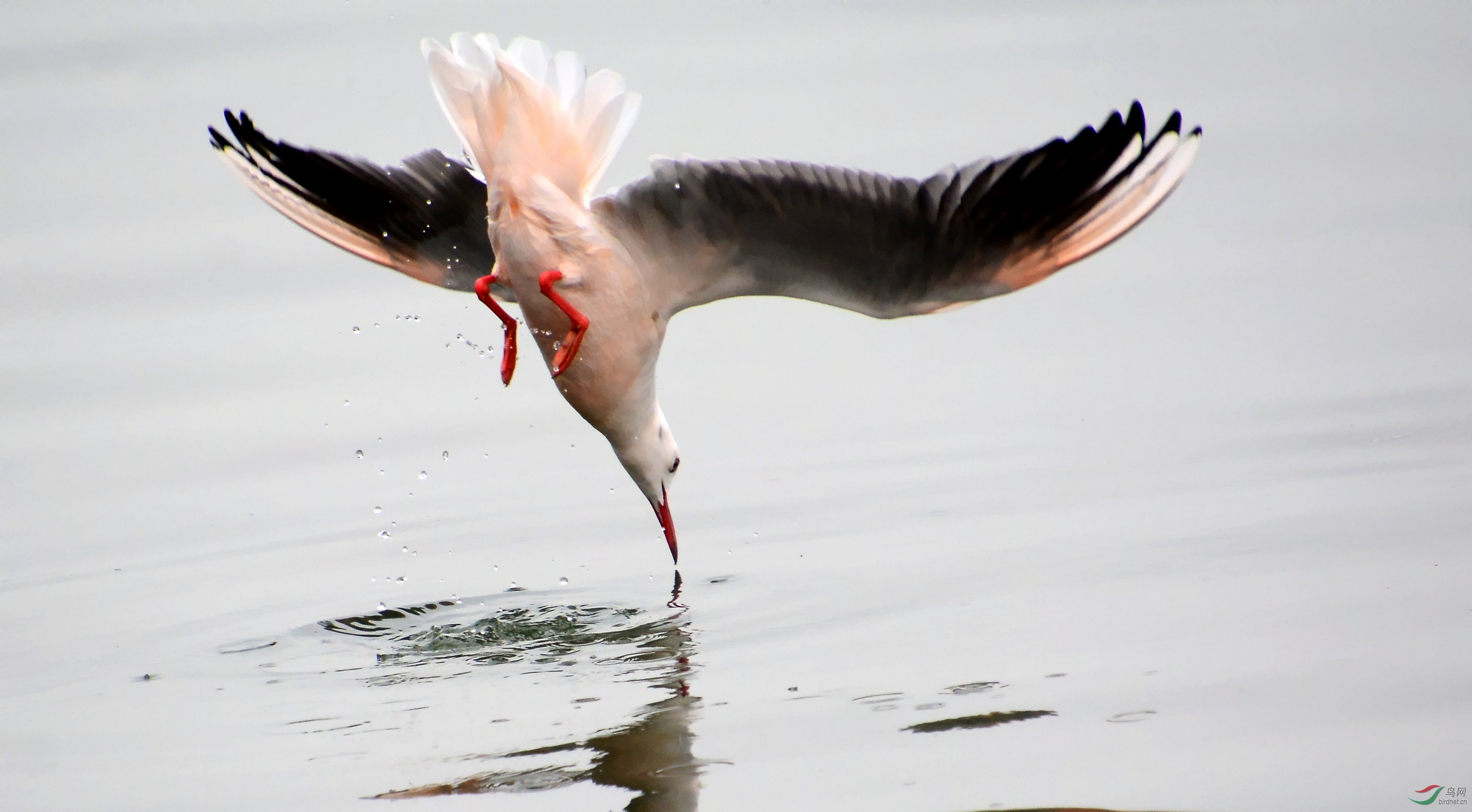 DSC_8230_conew1.jpg
