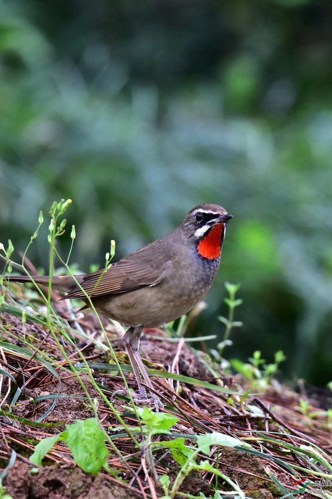 DSC_0273.JPG