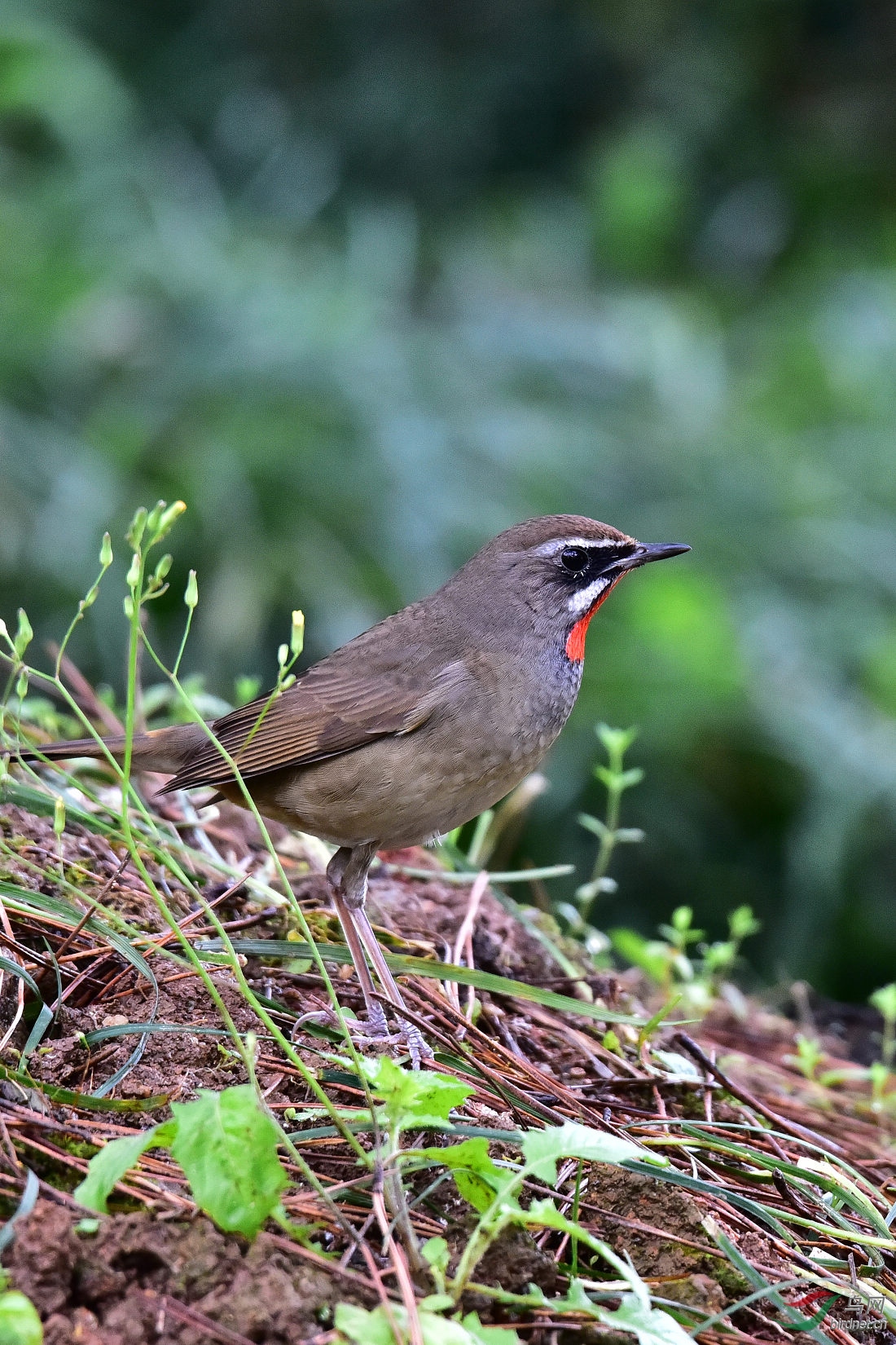 DSC_0274.JPG