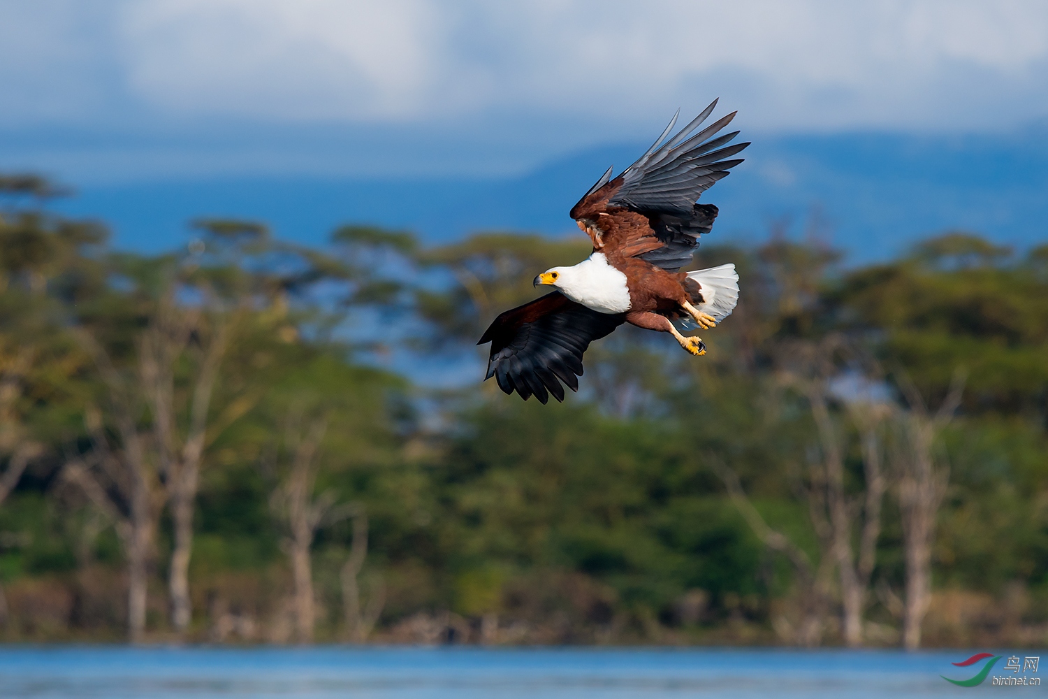 非洲海雕(祝贺荣获首页鸟类精华)