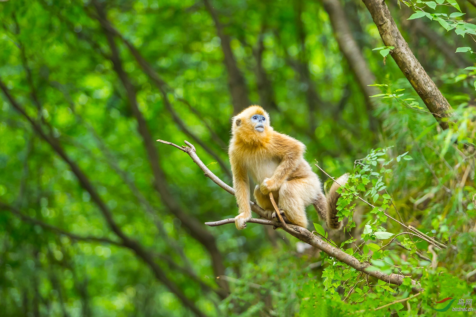 川金丝猴 - 陕西版 shanxi 鸟网