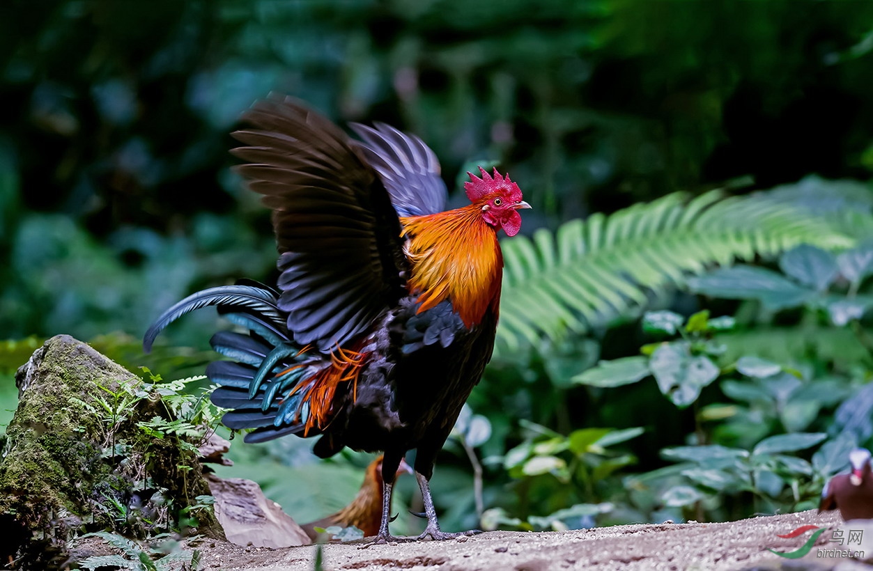 红原鸡 - 宁夏版 ningxia 鸟网