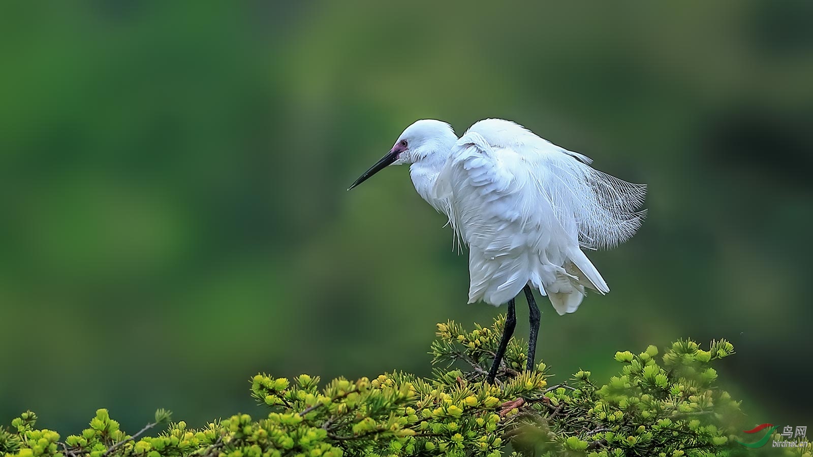 白鹭