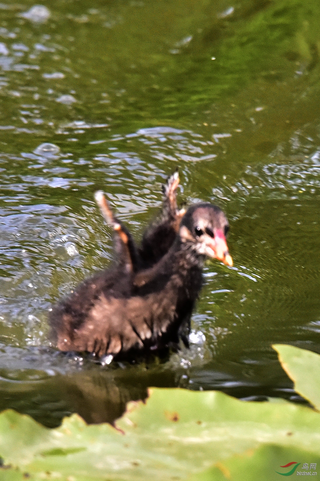 DSC_0723.JPG