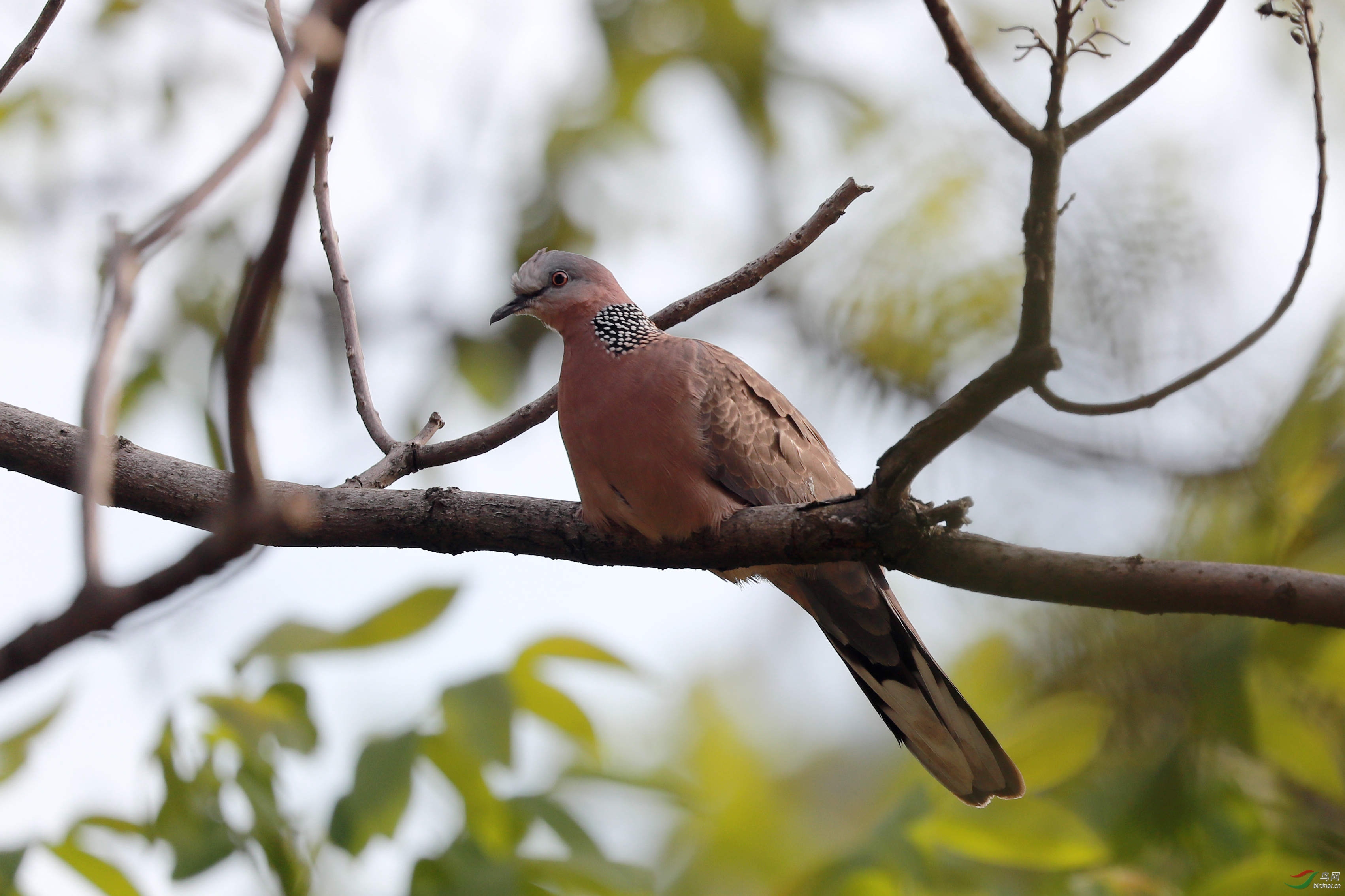 珠頸斑鳩