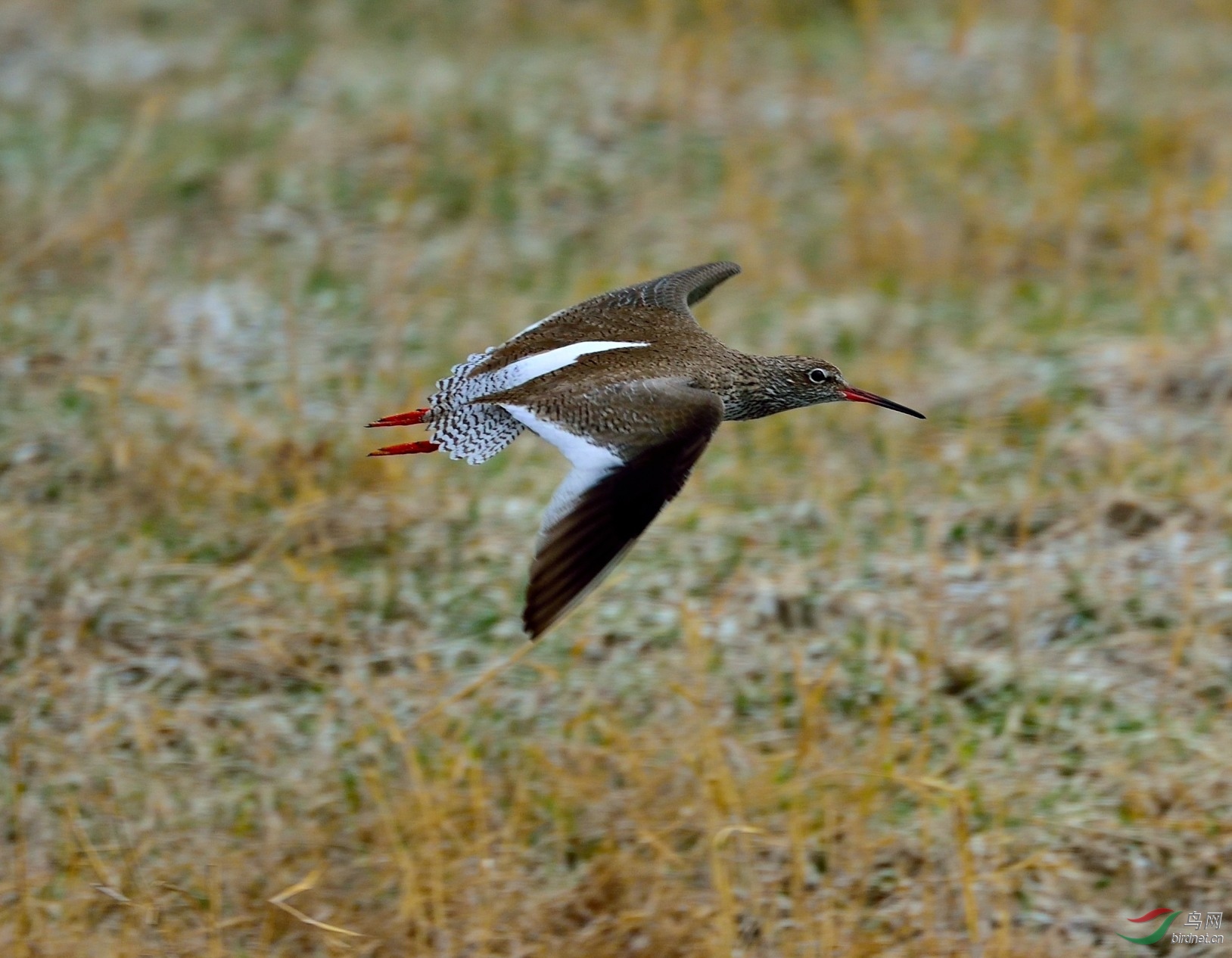 红脚鹬 - 尼康专栏 鸟网