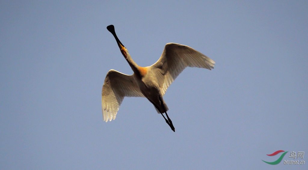 一飞冲天 - 拍鸟线路 鸟网