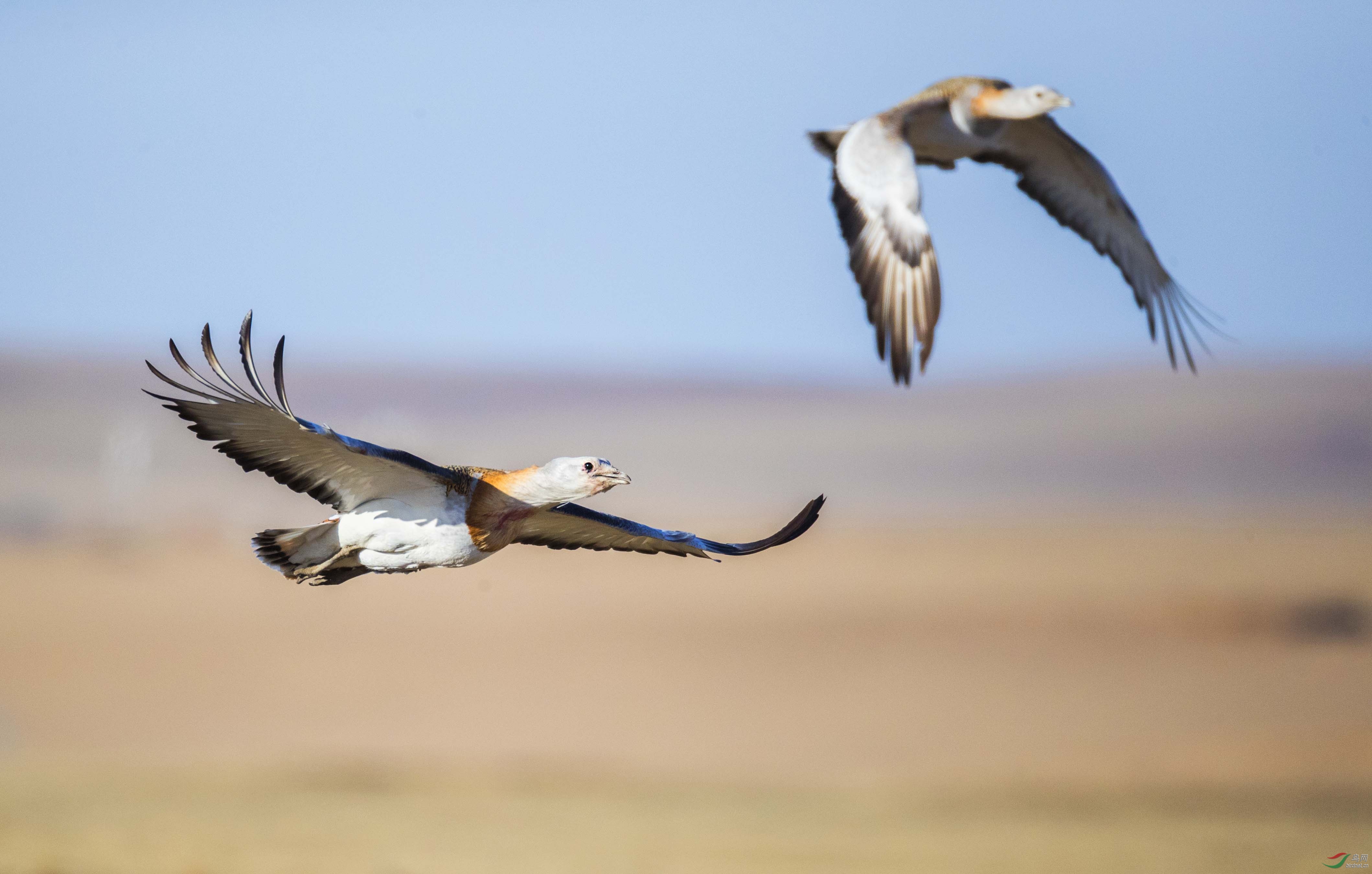 飞行的大鸨    多谢赏评!