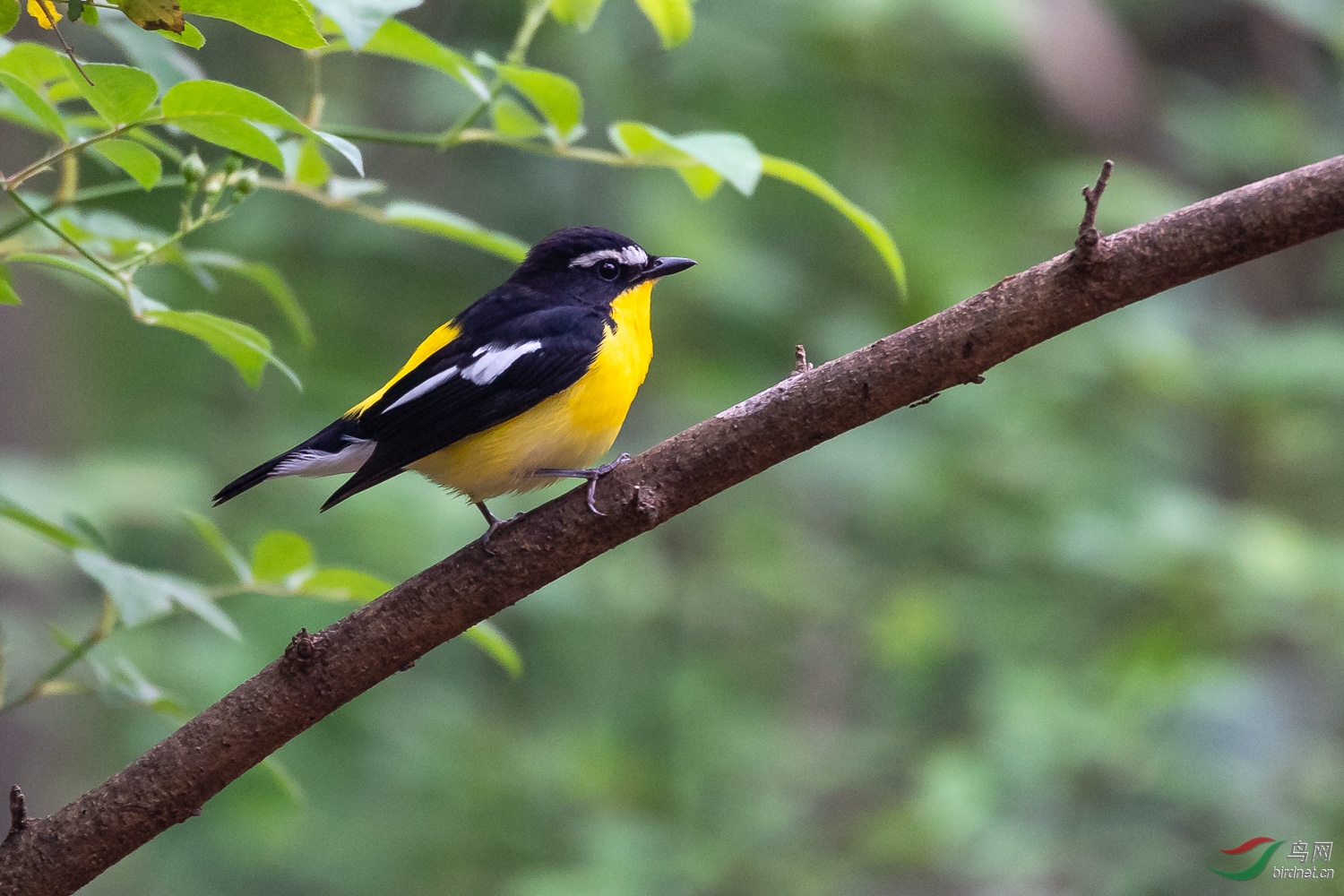_DSC8557.jpg