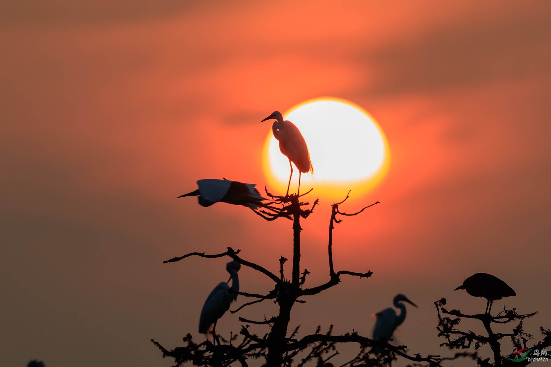 夕阳下的白鹭