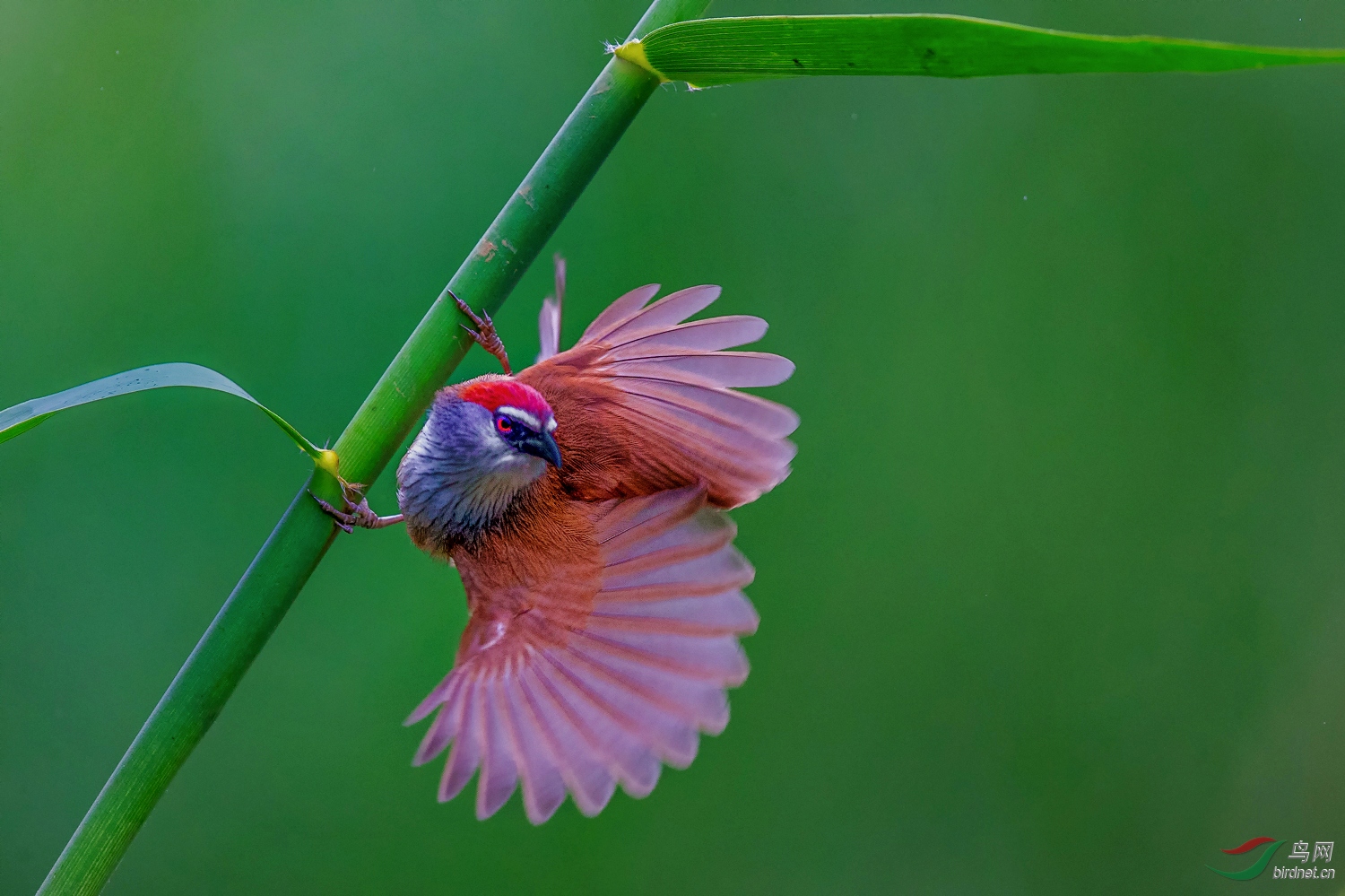 红顶鹛 - 广西版 guangxi 鸟网