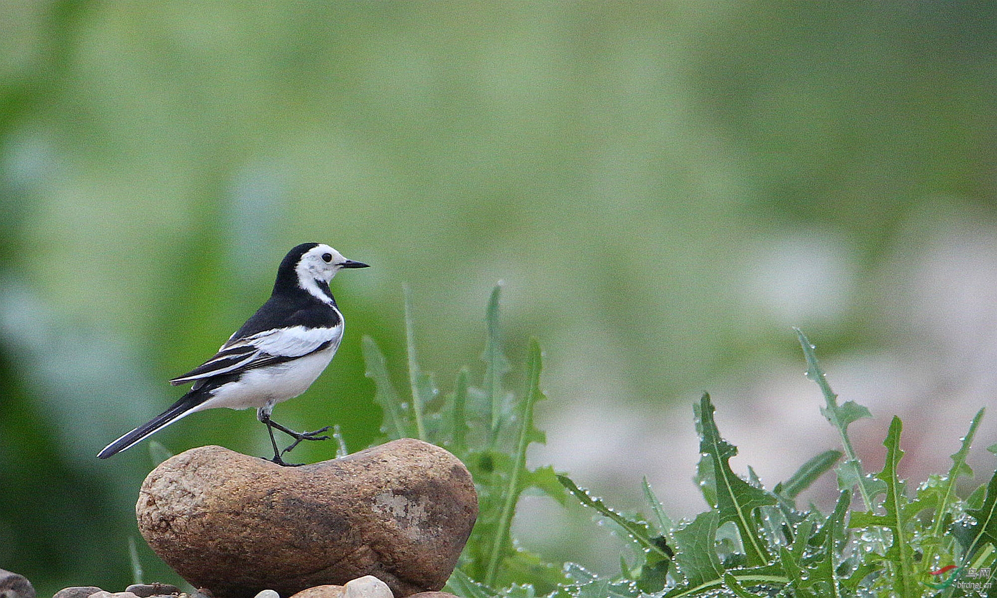白鹡鸰的春天结