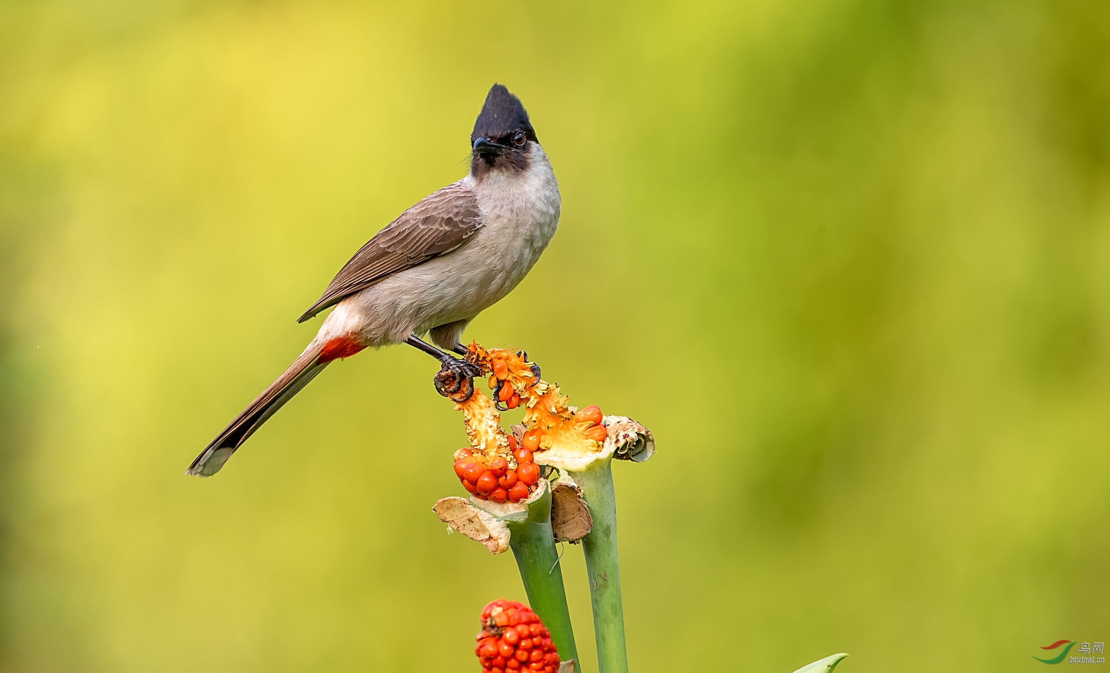 白喉红臀鹎 - 宁夏版 ningxia 鸟网