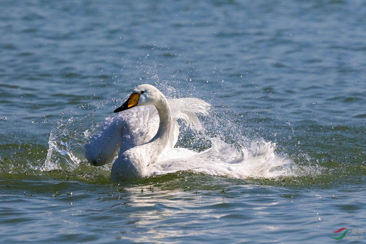 洗浴——大天鹅