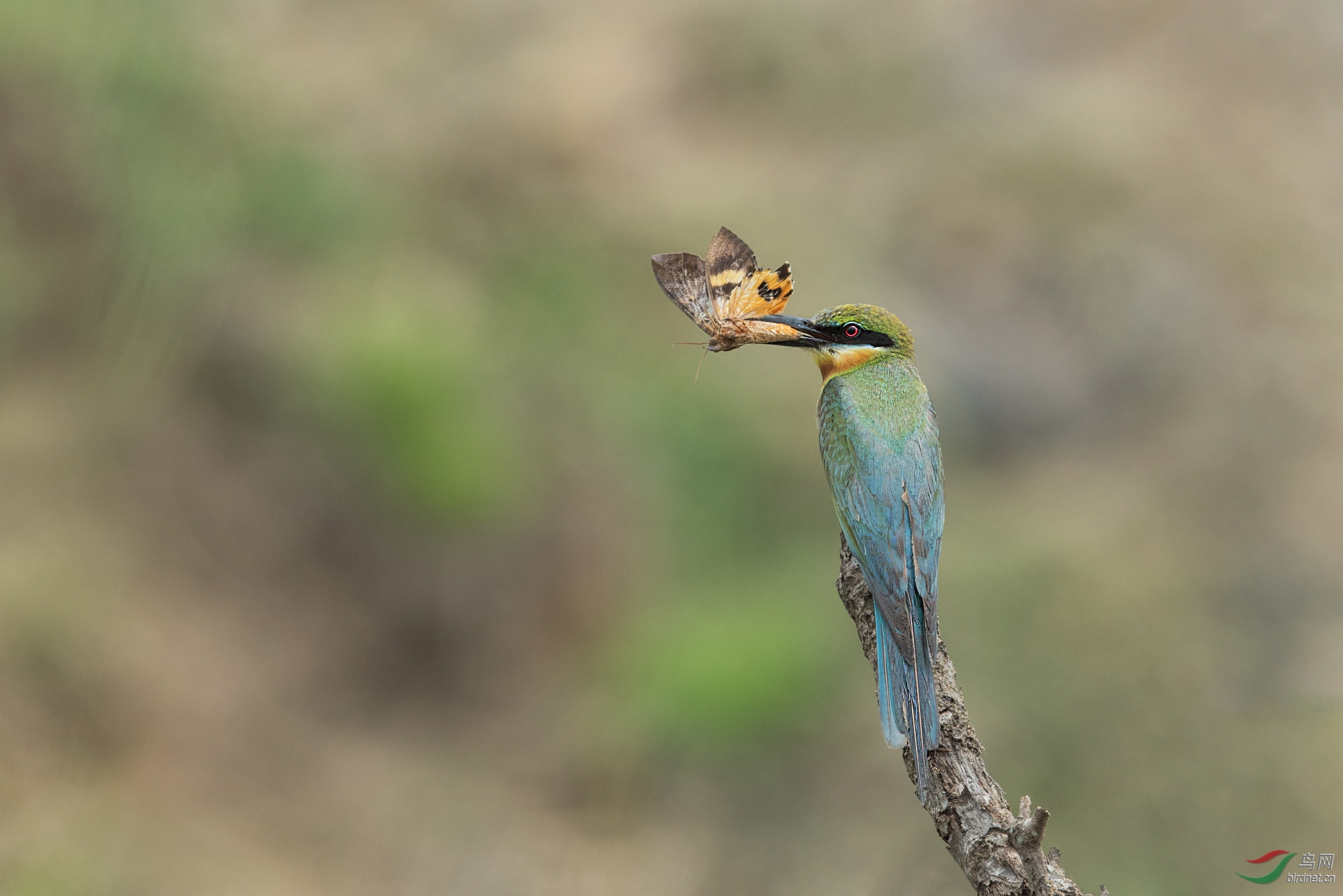 DSC_3087.jpg
