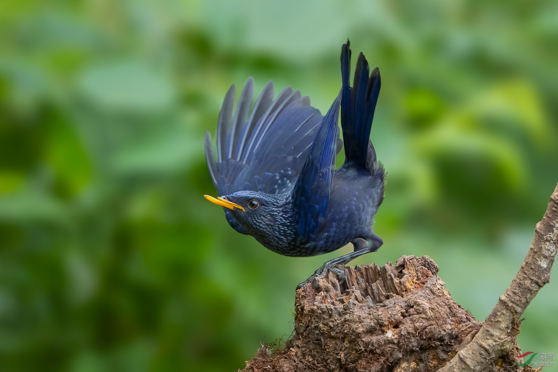 紫啸鸫---(恭贺首页精华)