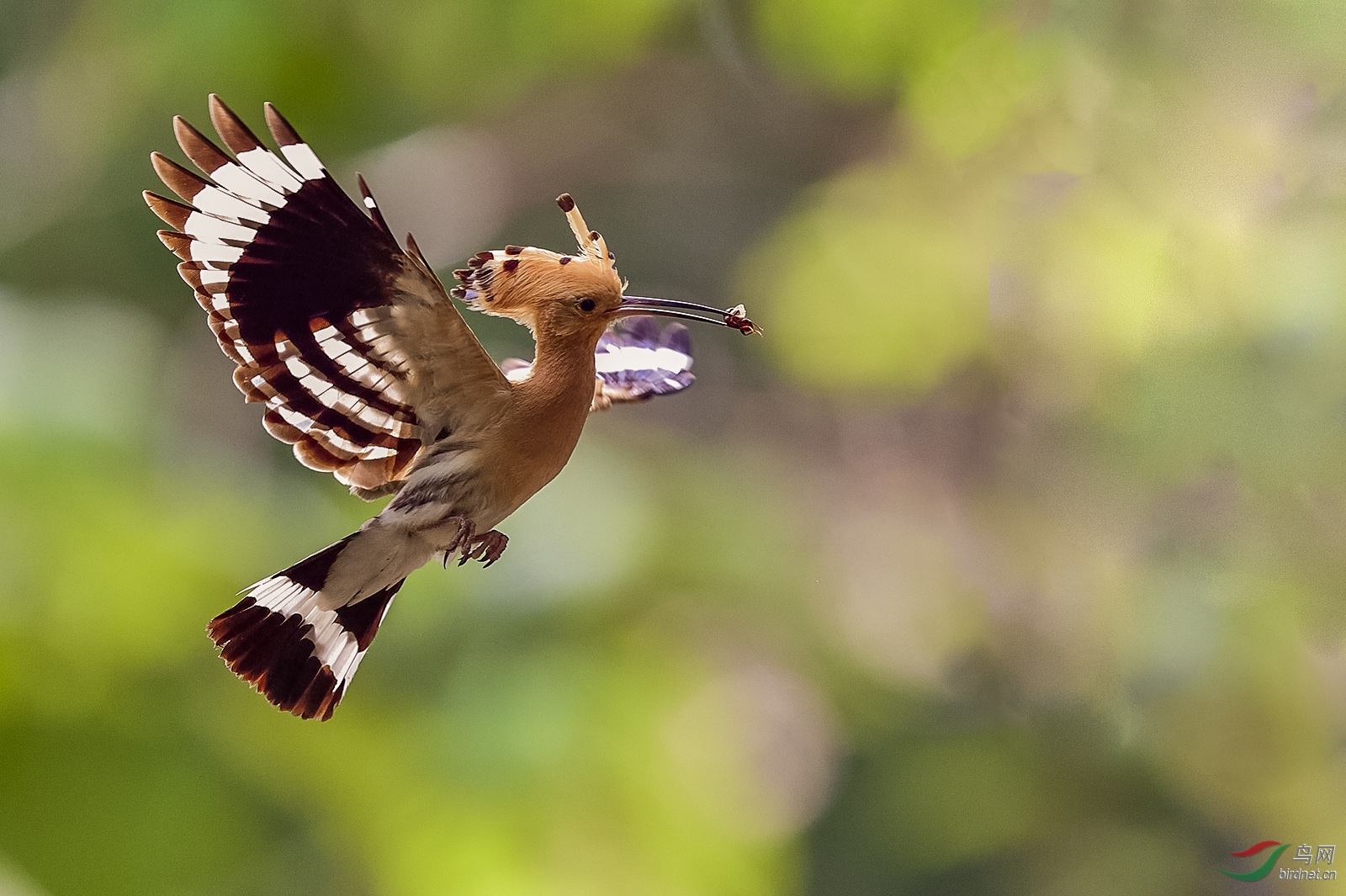 _DSC5230_992aw.jpg