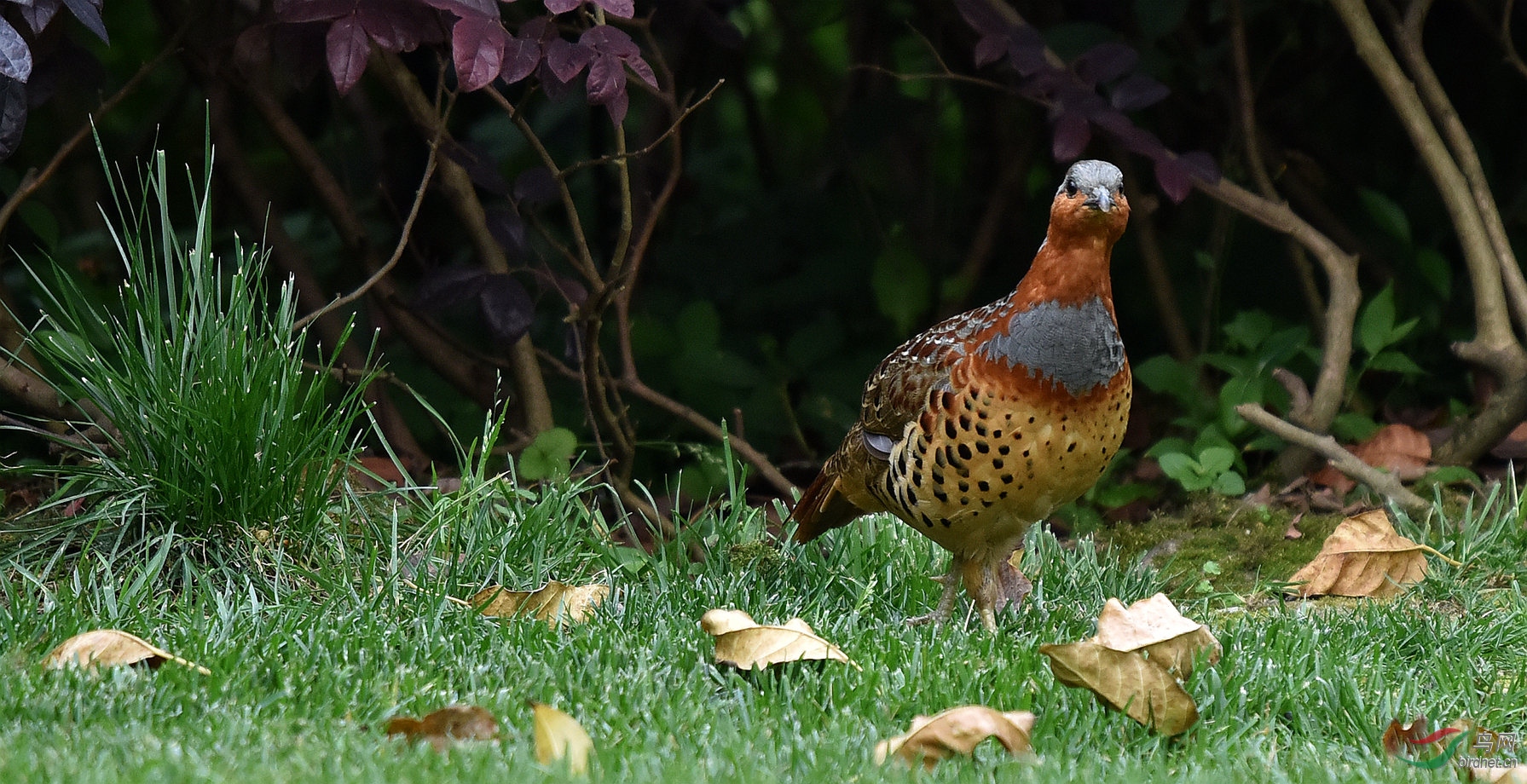 DSC_8547.jpg