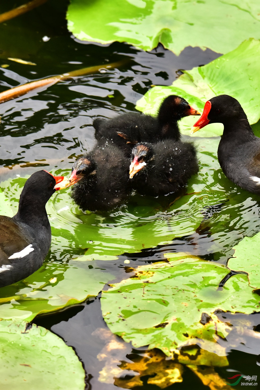 DSC_0727.JPG