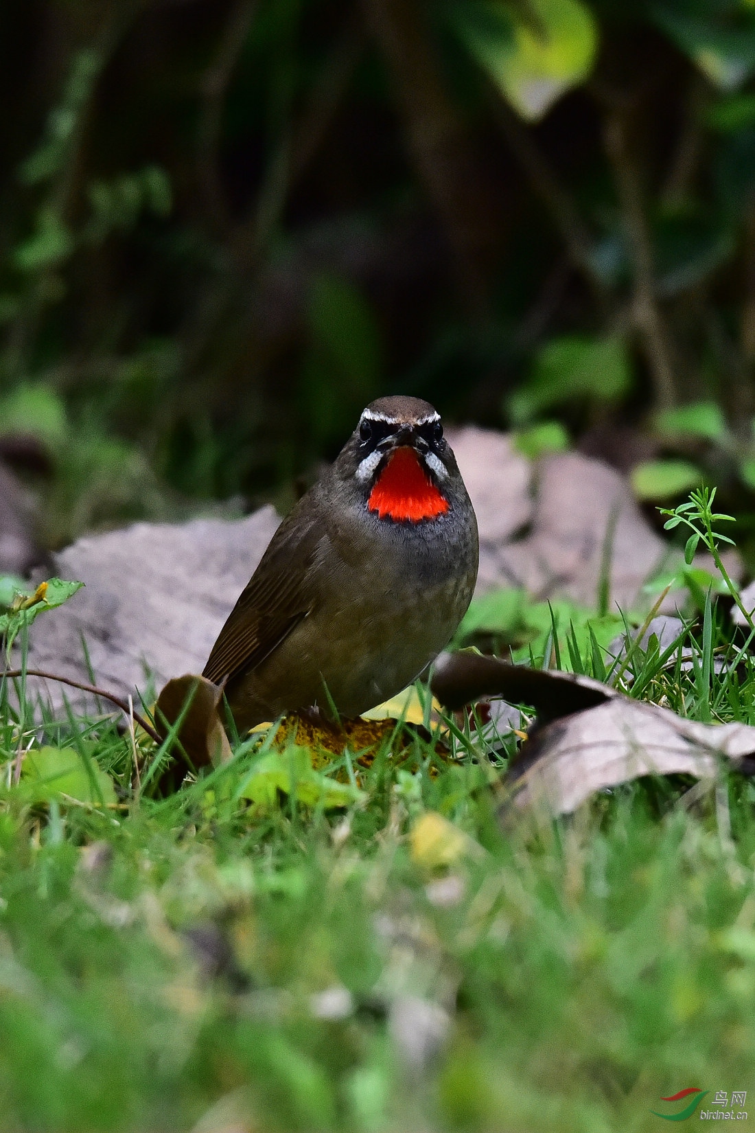 DSC_0296.JPG