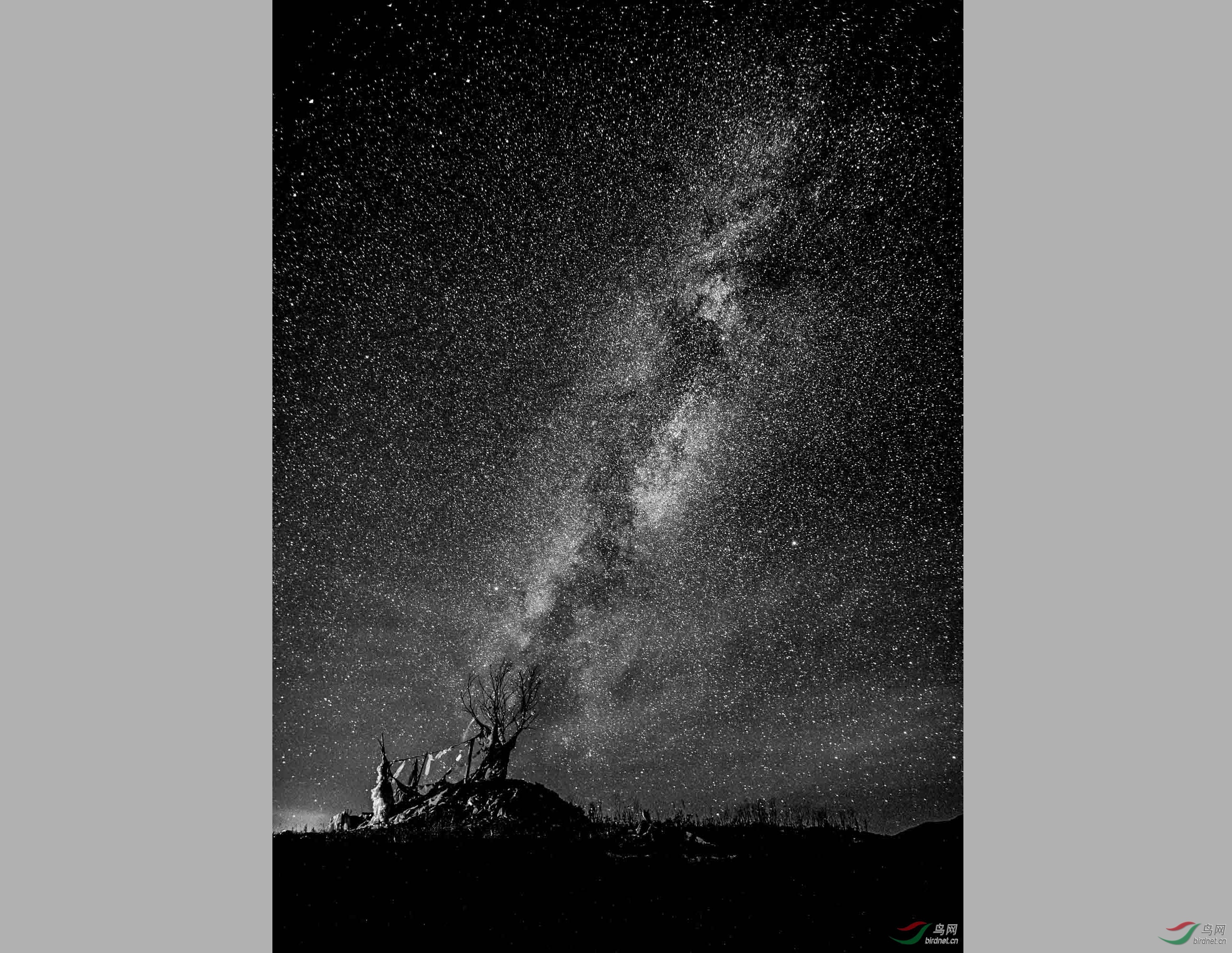 星河- 黑白影像 鸟网