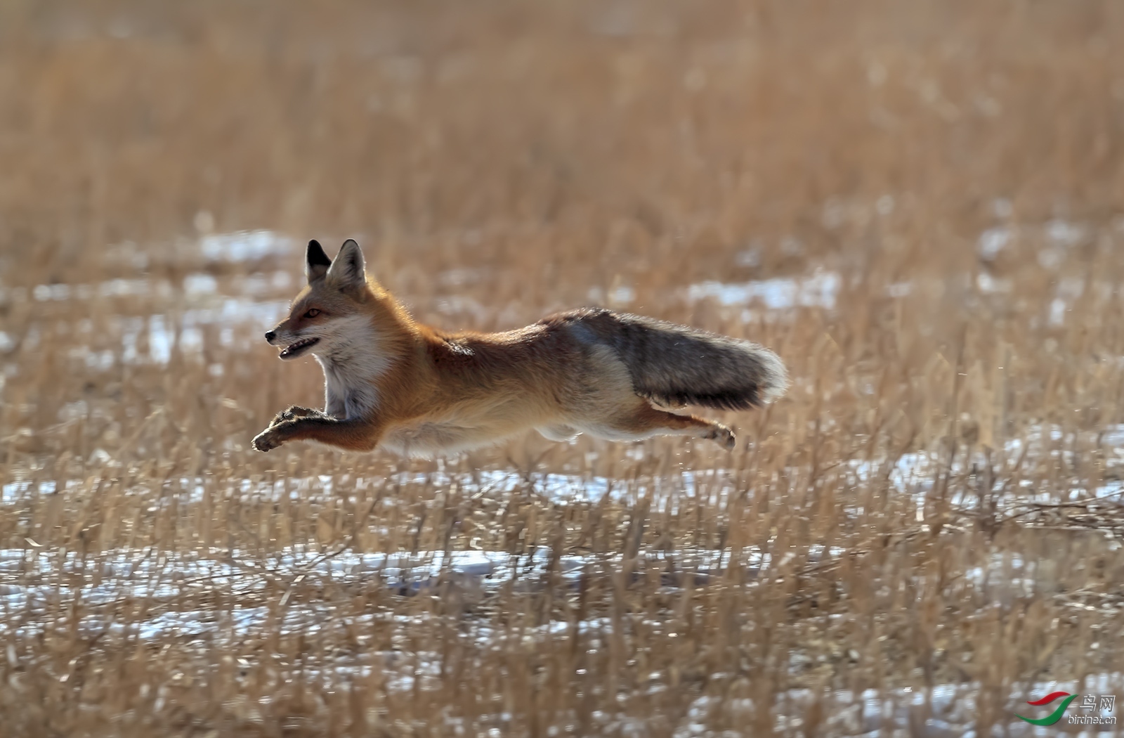 青海版一月至四月首页动物精华一