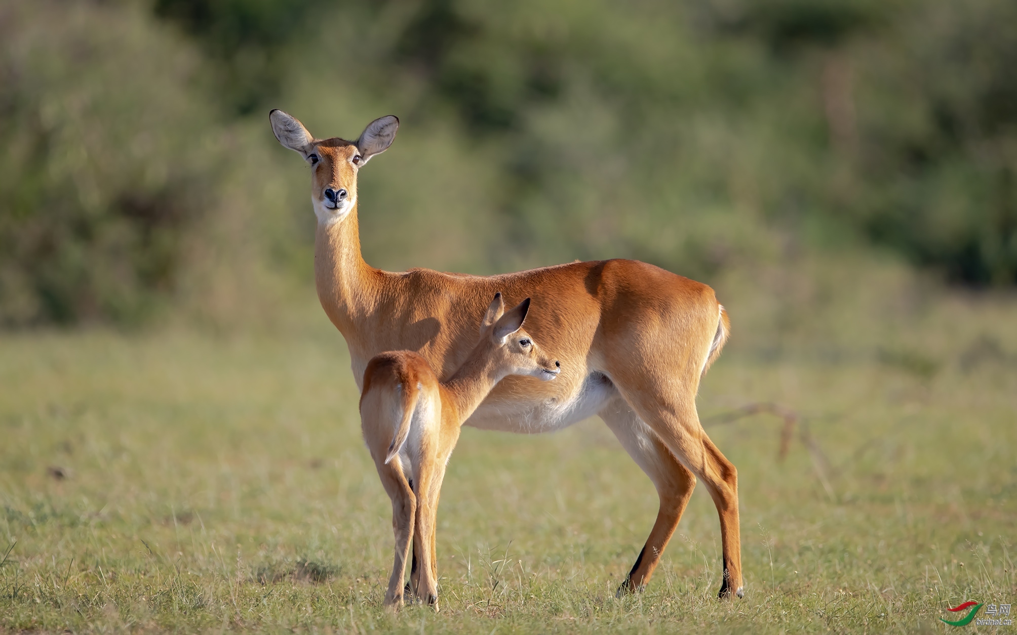 羚羊母子【荣获首页动物精华】 老毛369.jpg