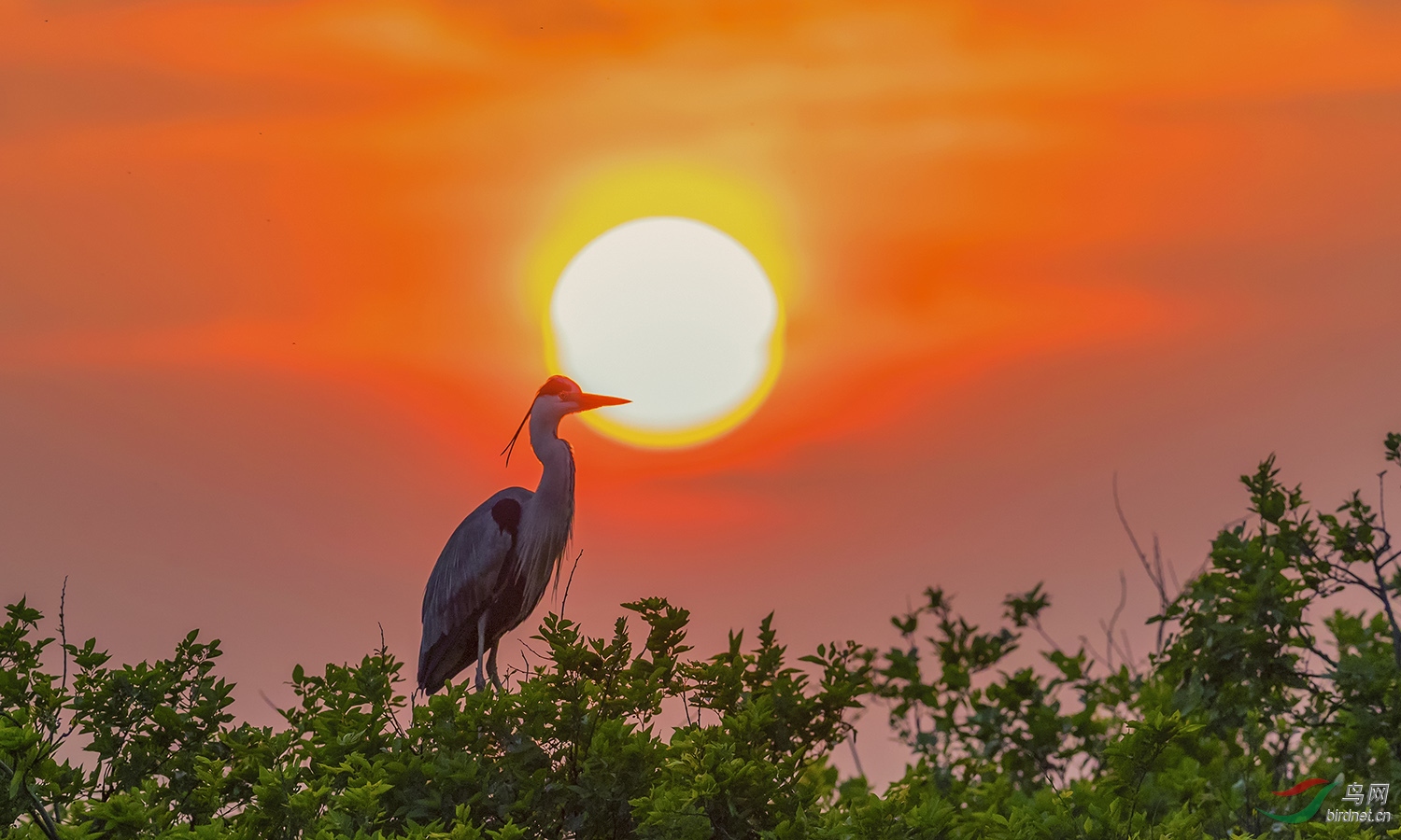 81i8135落日苍鹭bjx.jpg