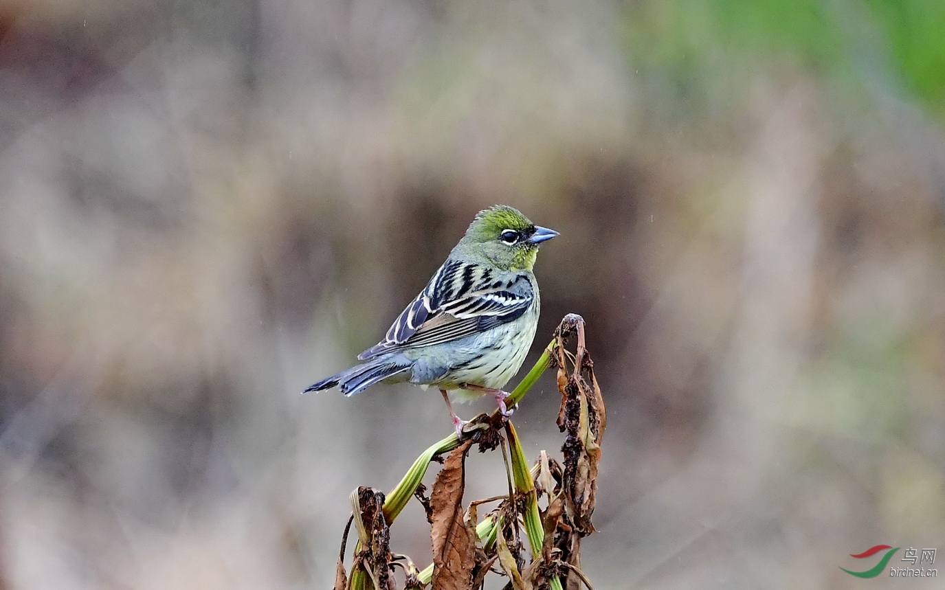 DSC_9336a.JPG